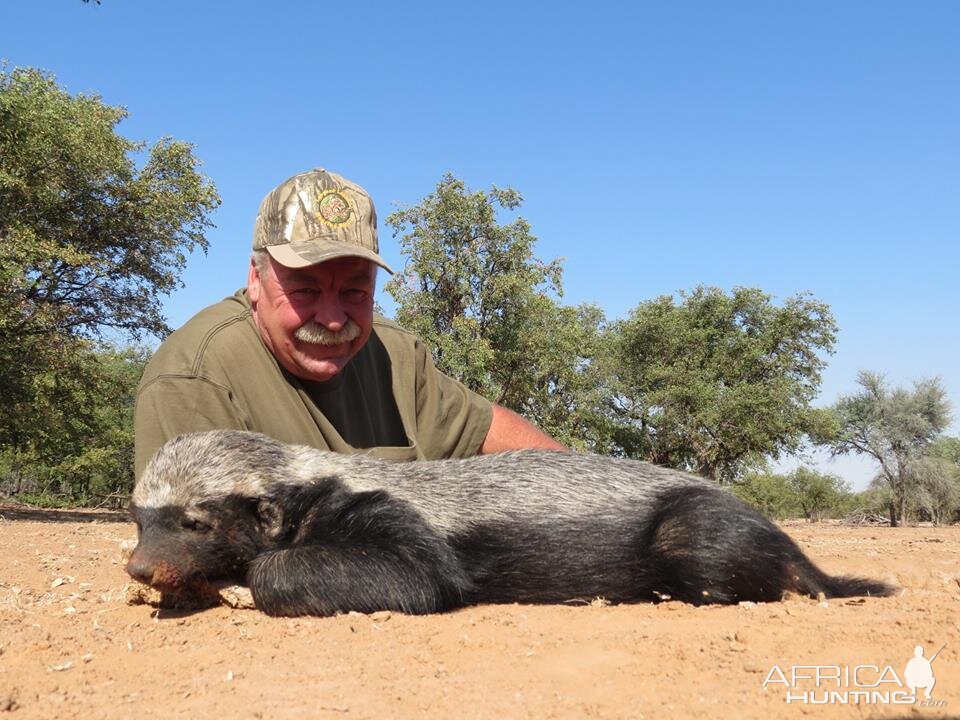 Hunting Honey Badger Namibia