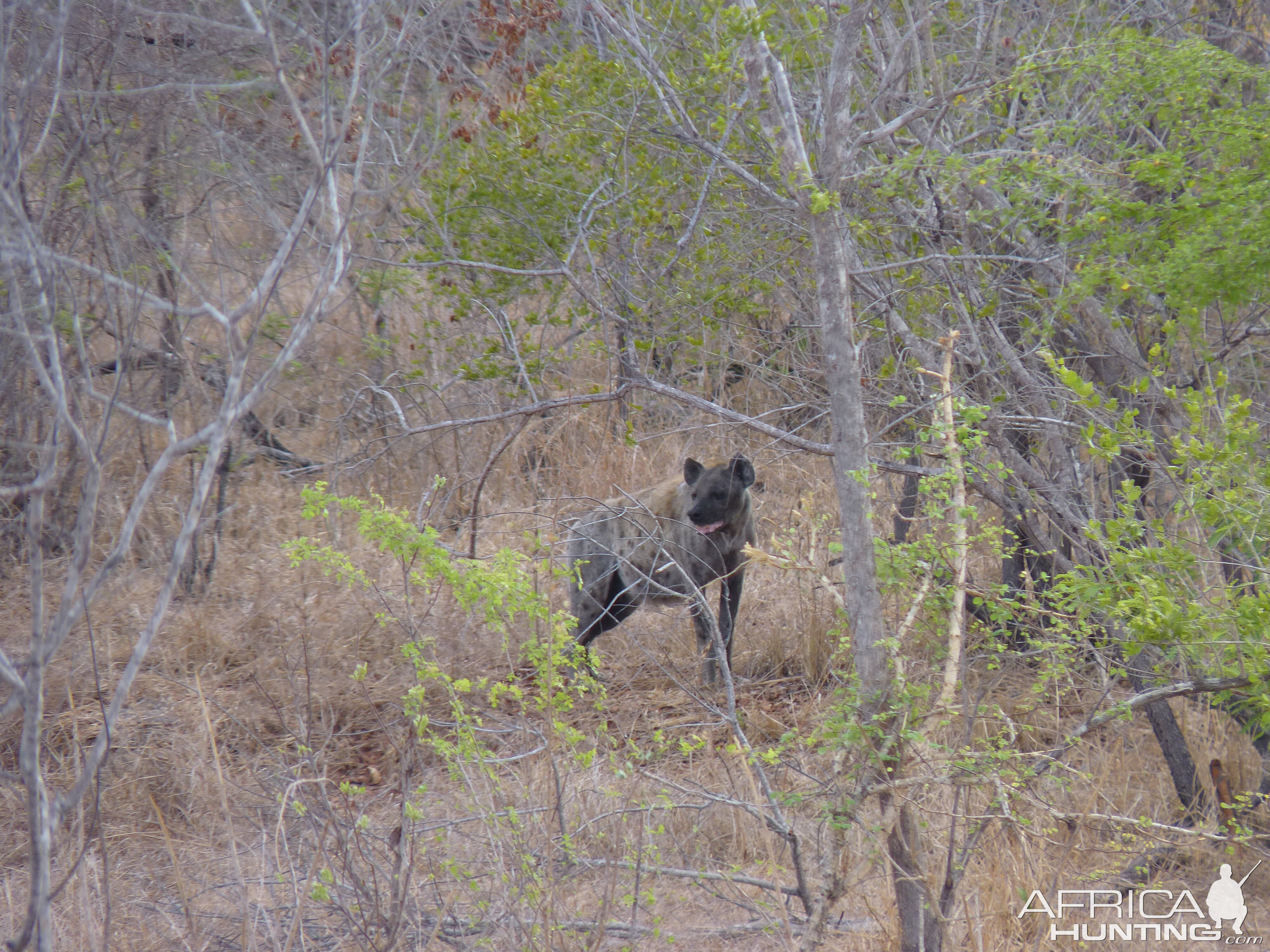 Hunting Hyena in Tanzania