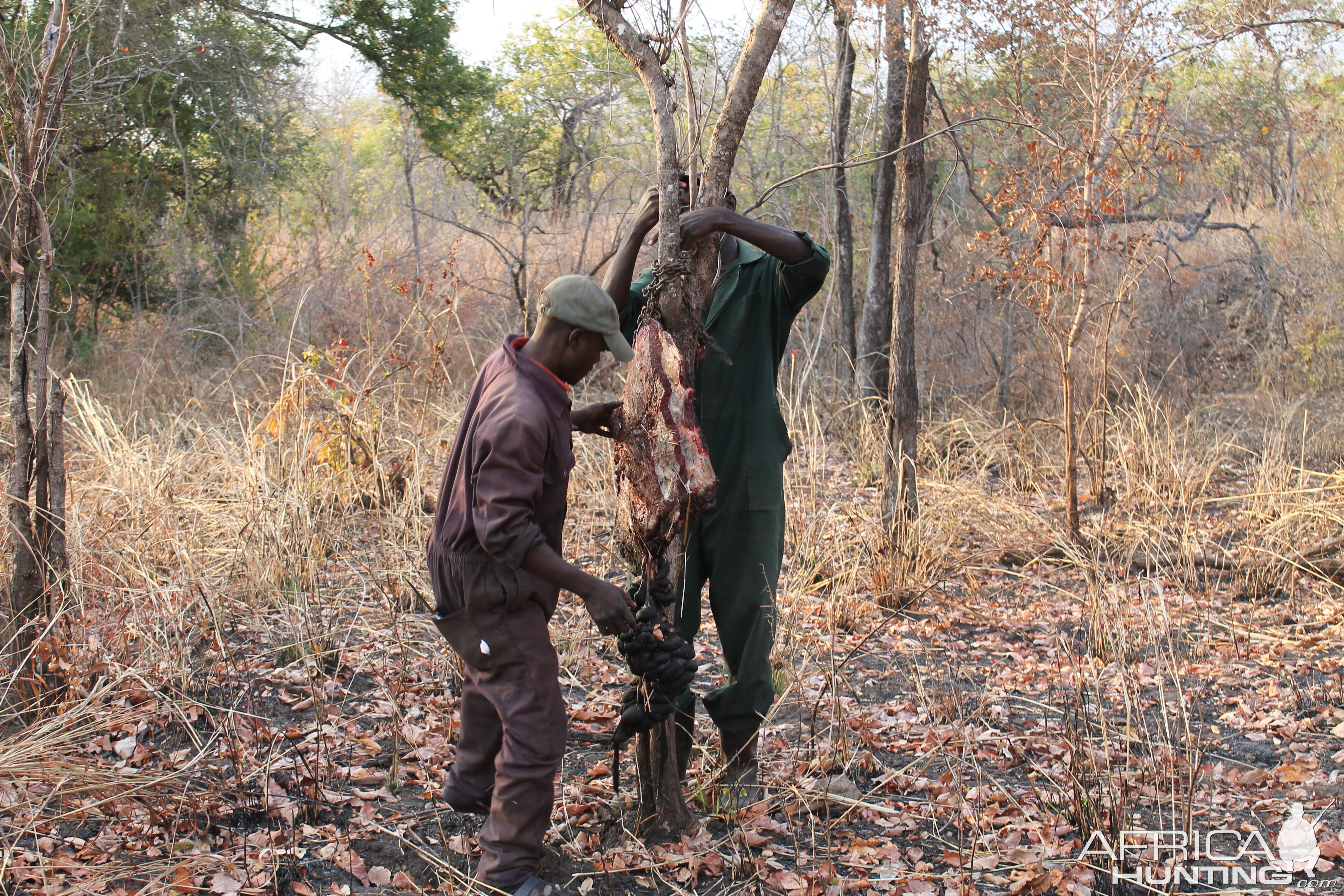 Hunting Hyena in Zambia