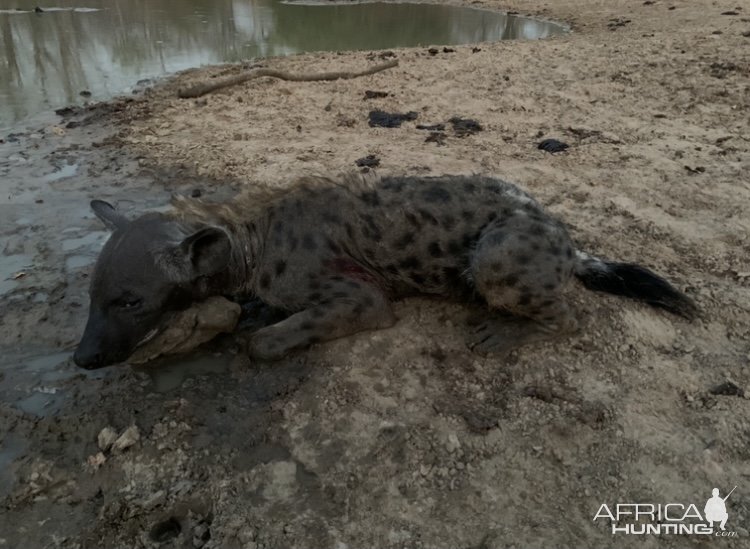 Hunting Hyena Zimbabwe