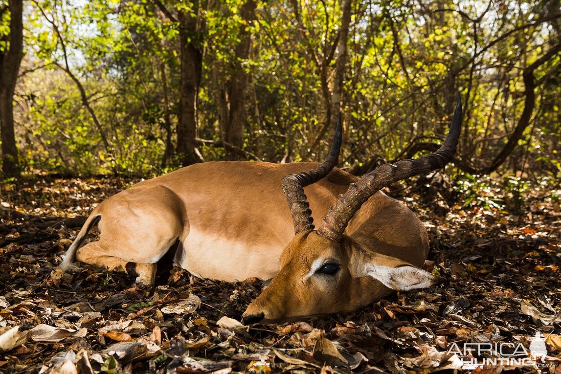 Hunting Impala in Mozambique