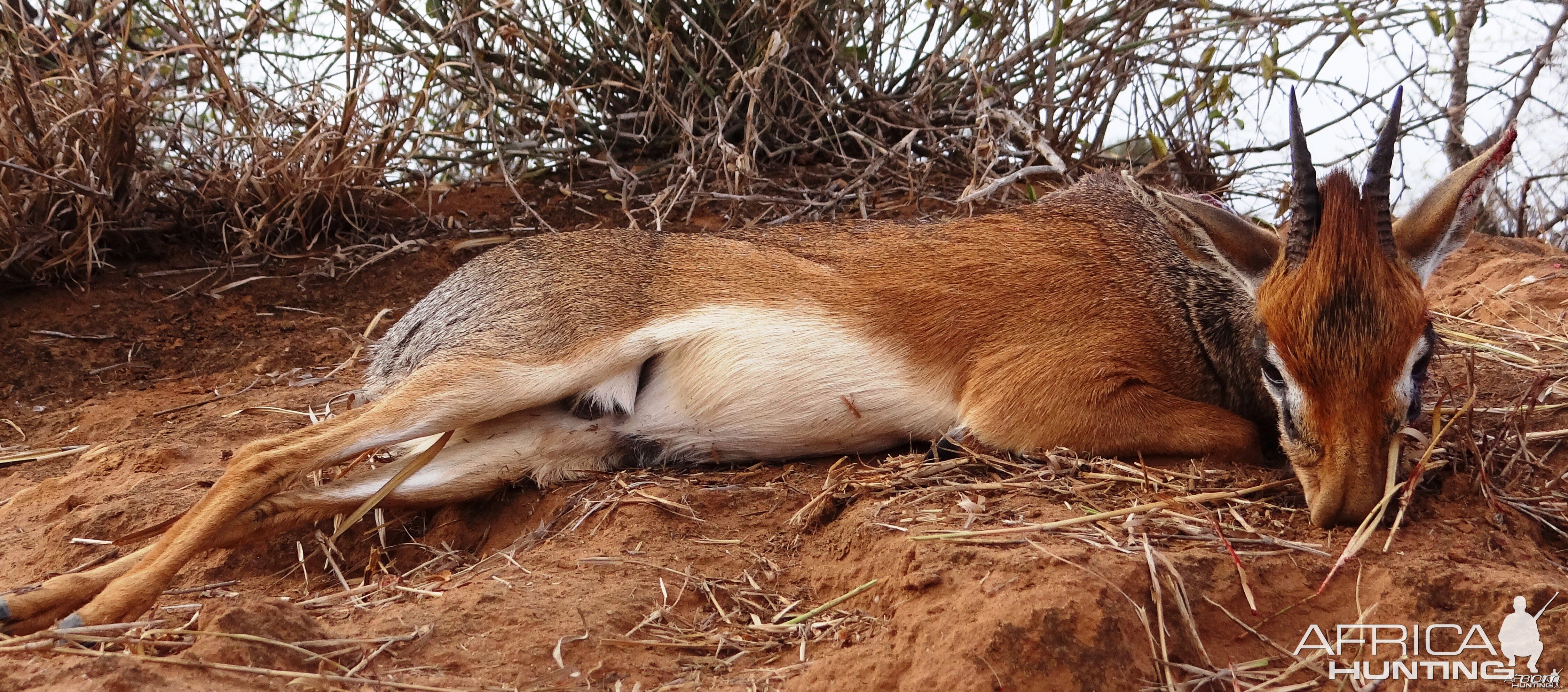 Hunting Impala in Namibia