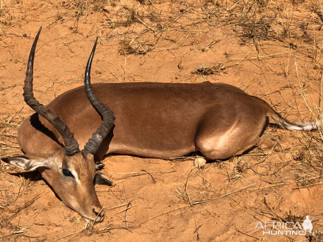 Hunting Impala in South Africa