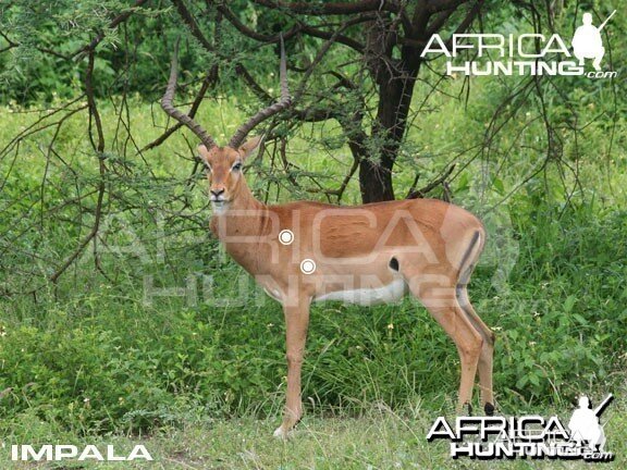 Hunting Impala Shot Placement