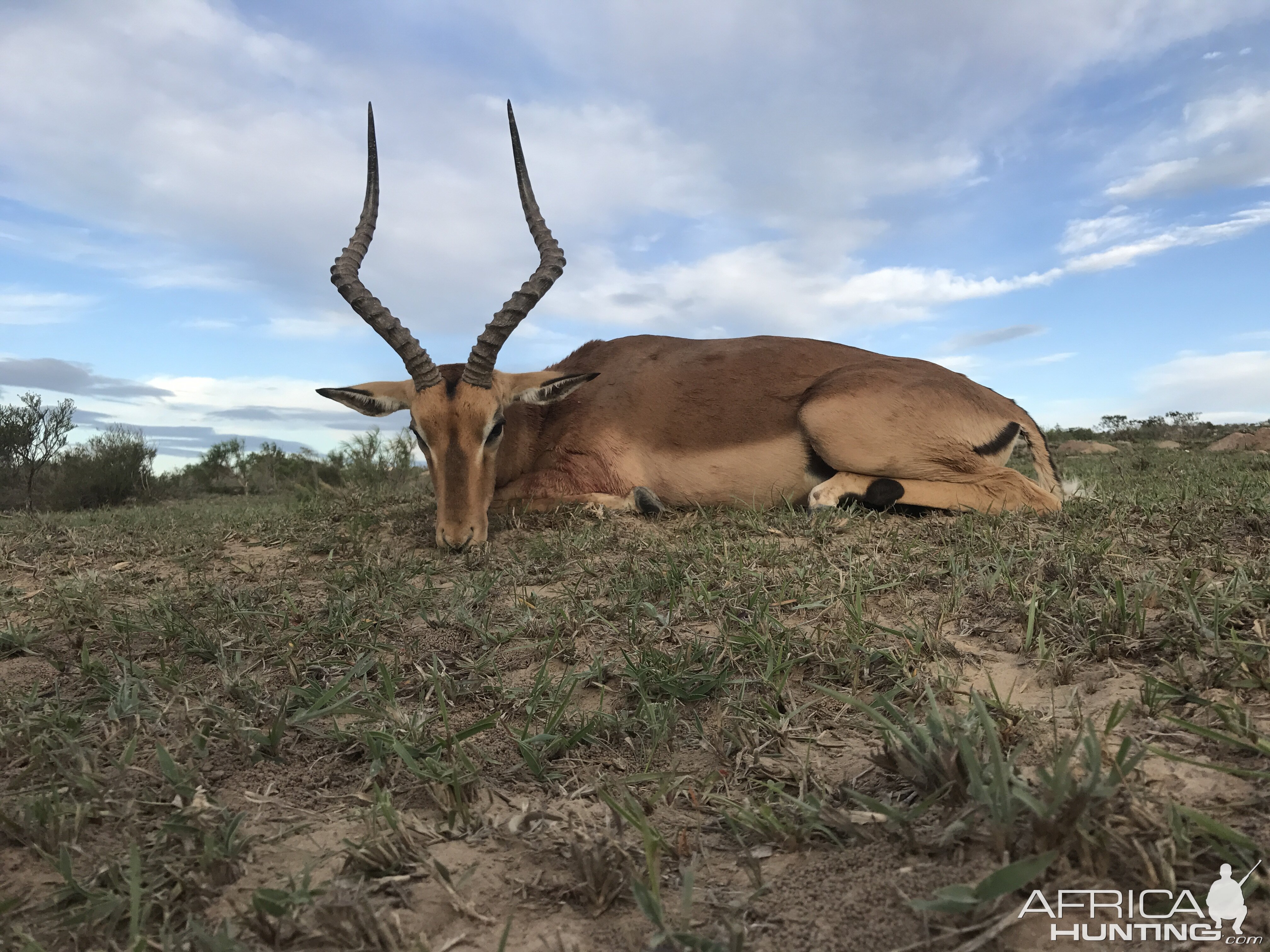 Hunting Impala South Africa