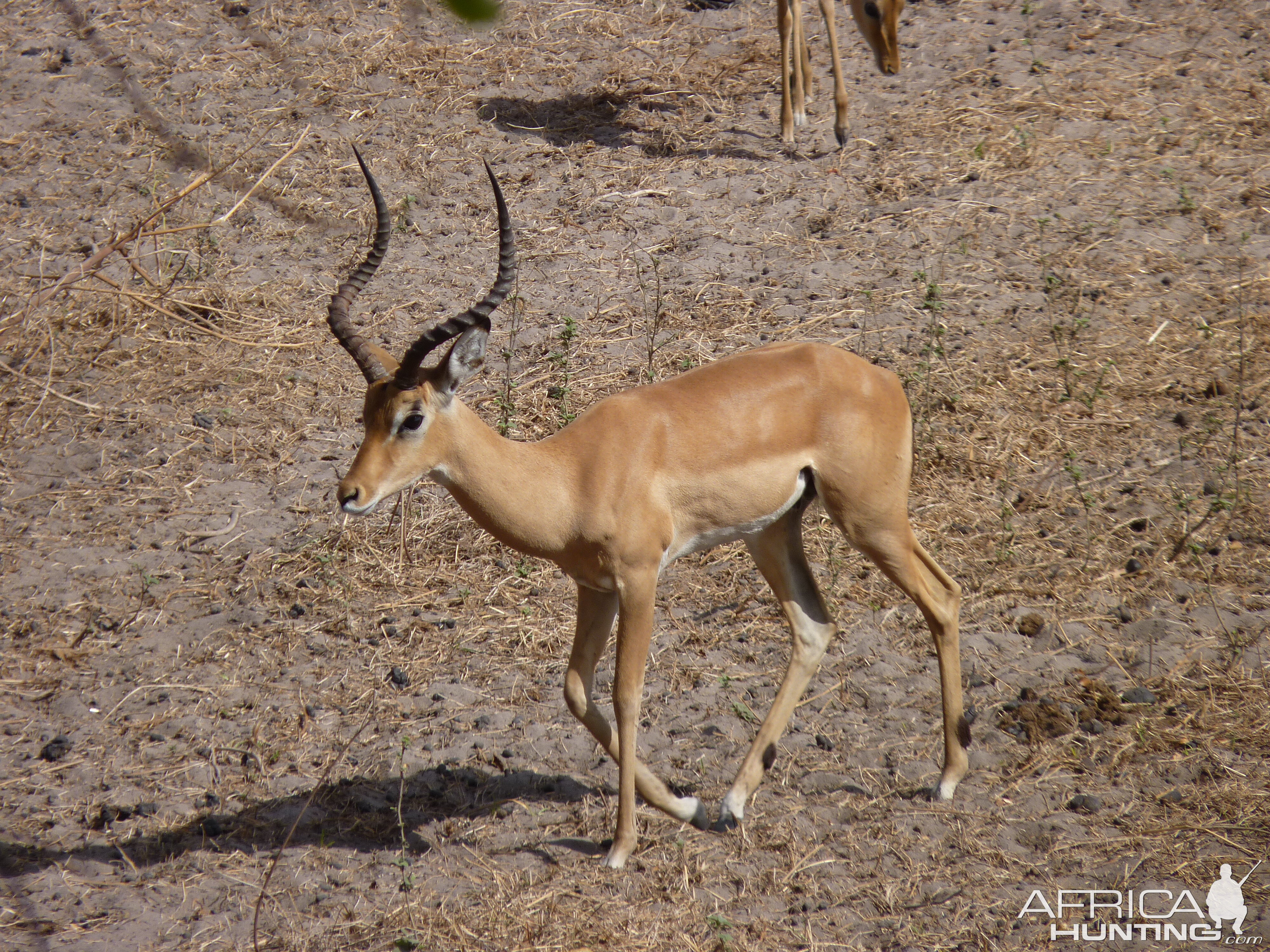 Hunting Impala Tanzania