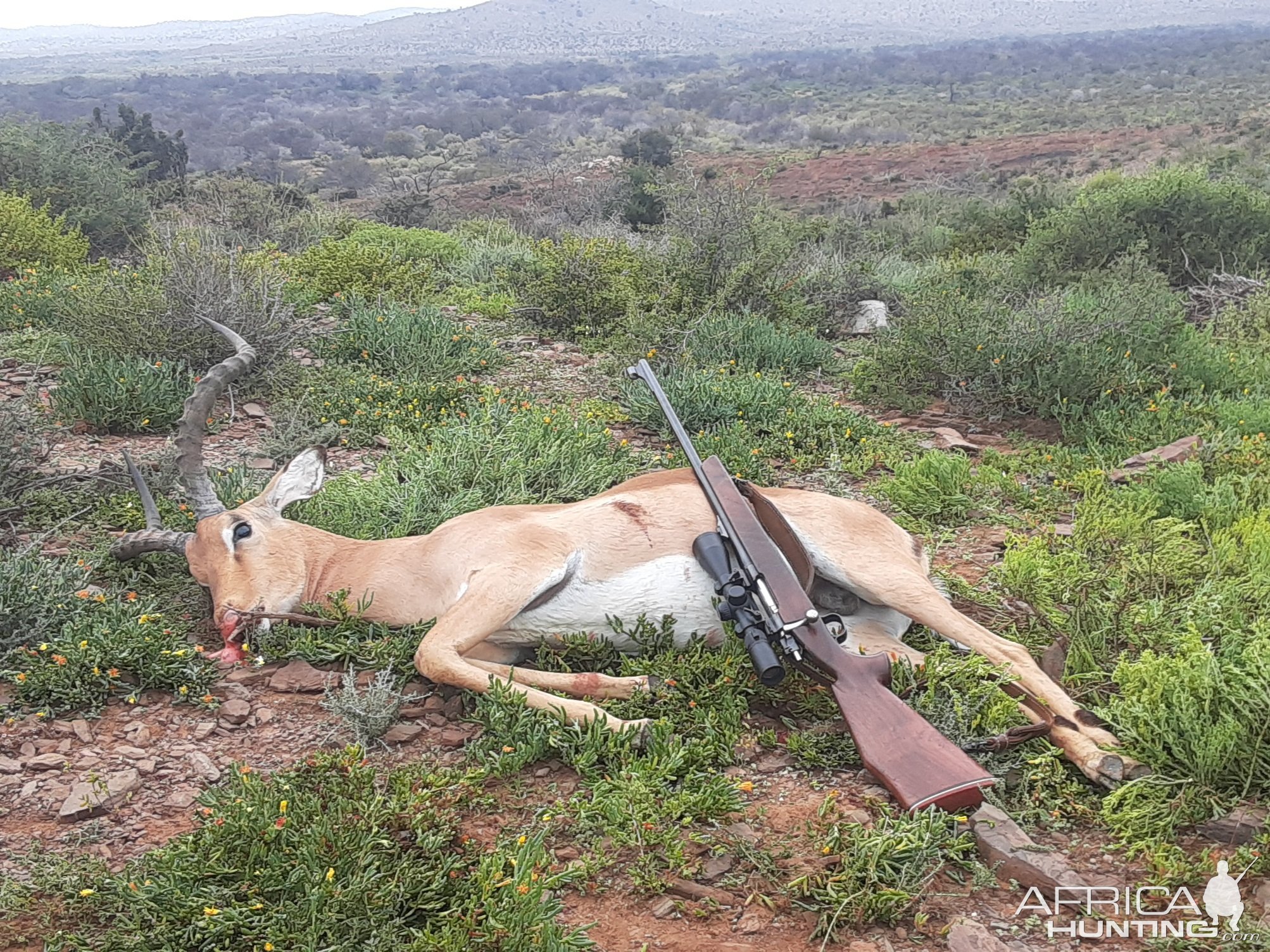 Hunting Impala