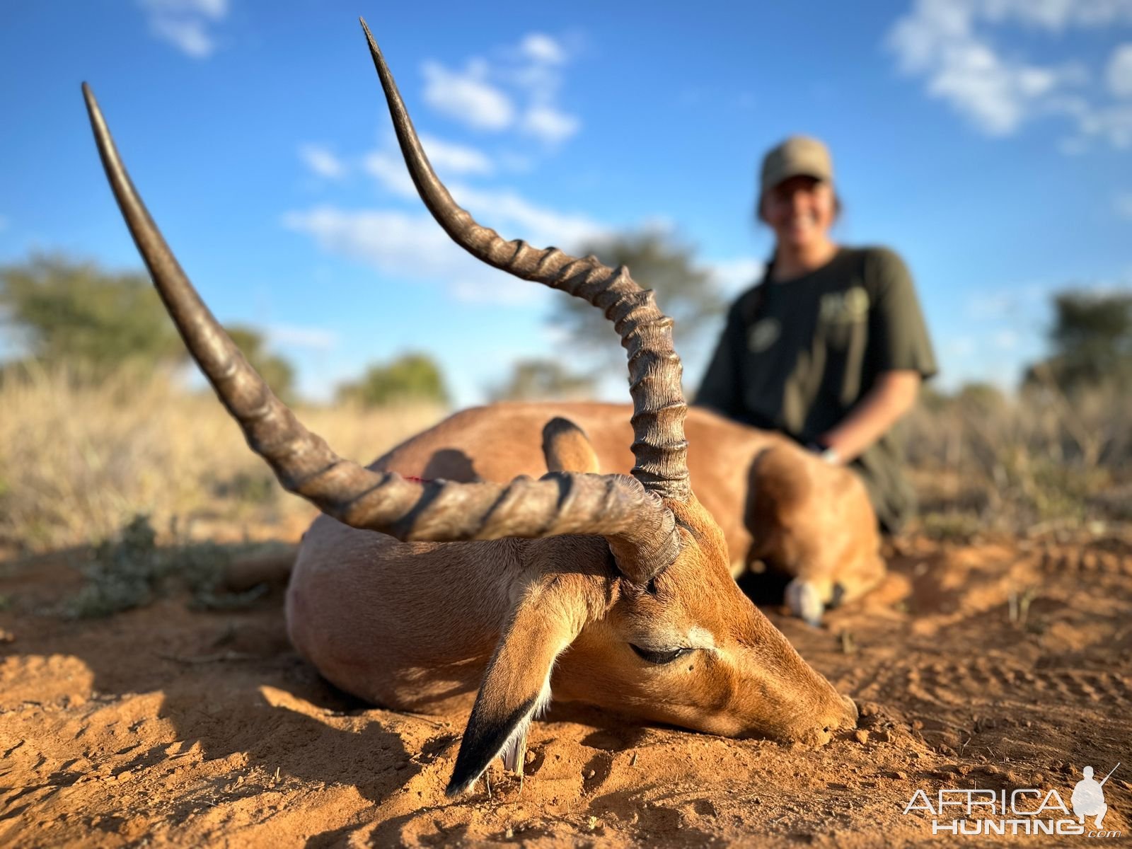 Hunting Impala