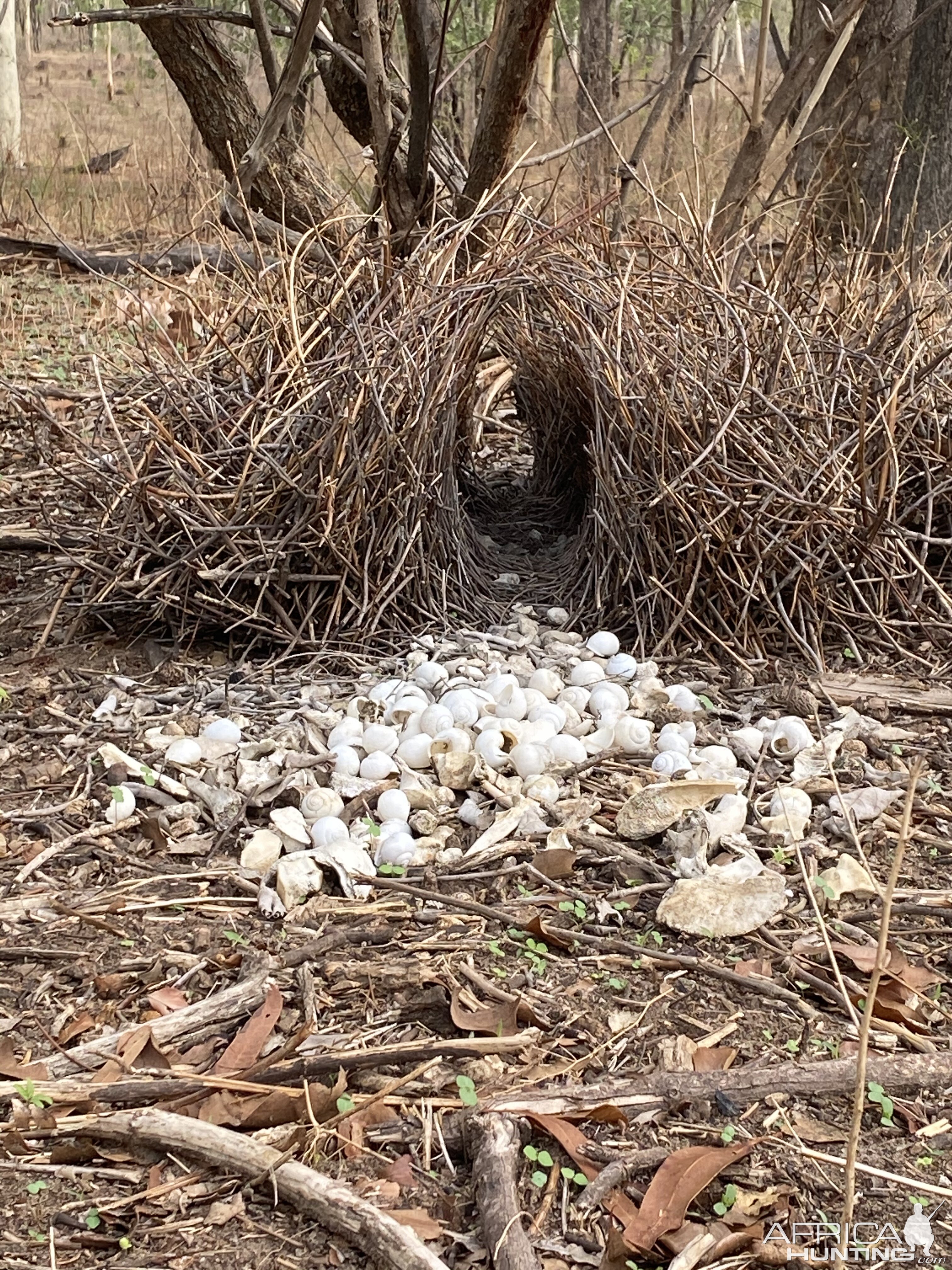 Hunting in Australia