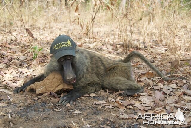 Hunting in Cameroon