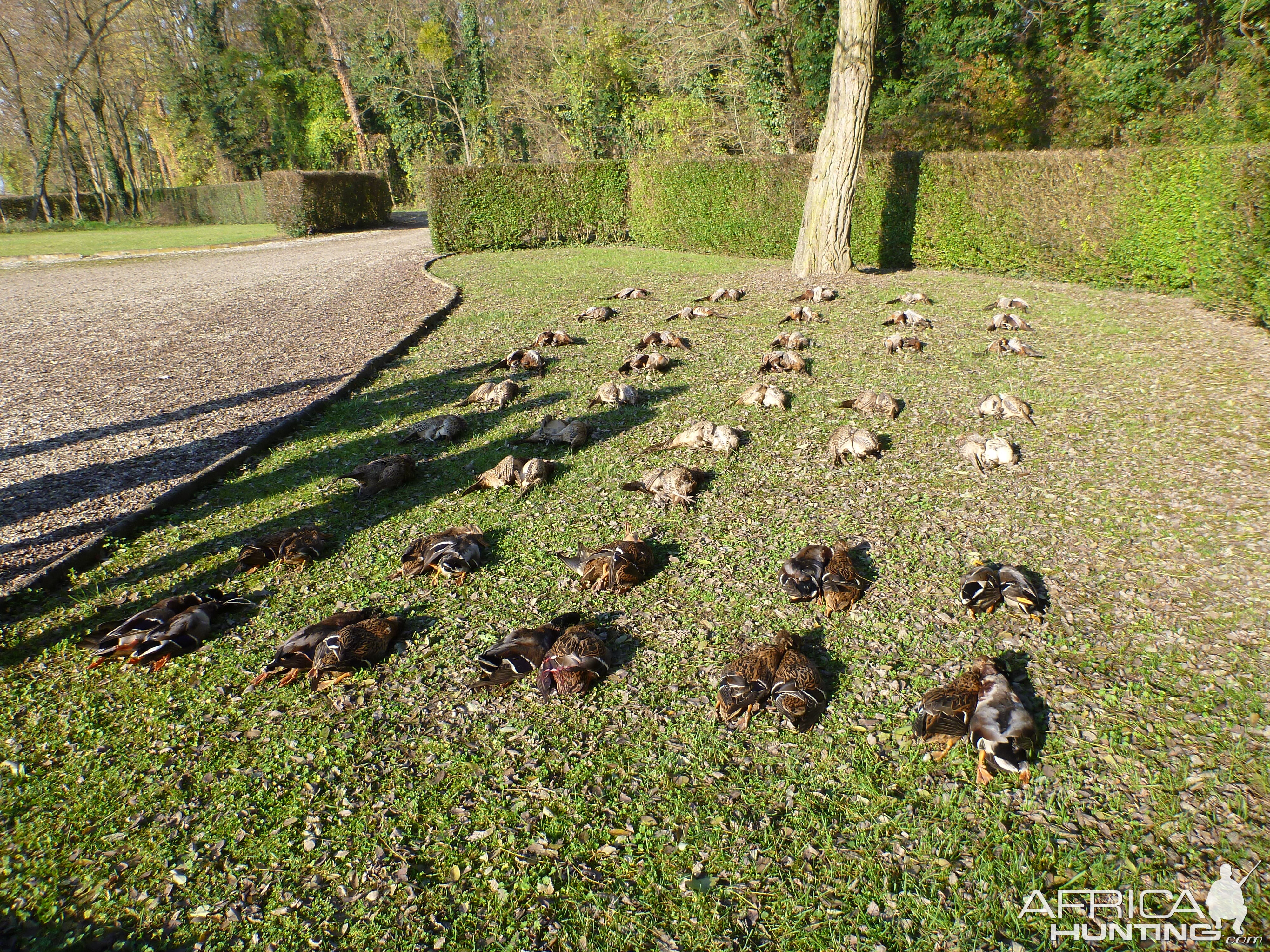 Hunting in France