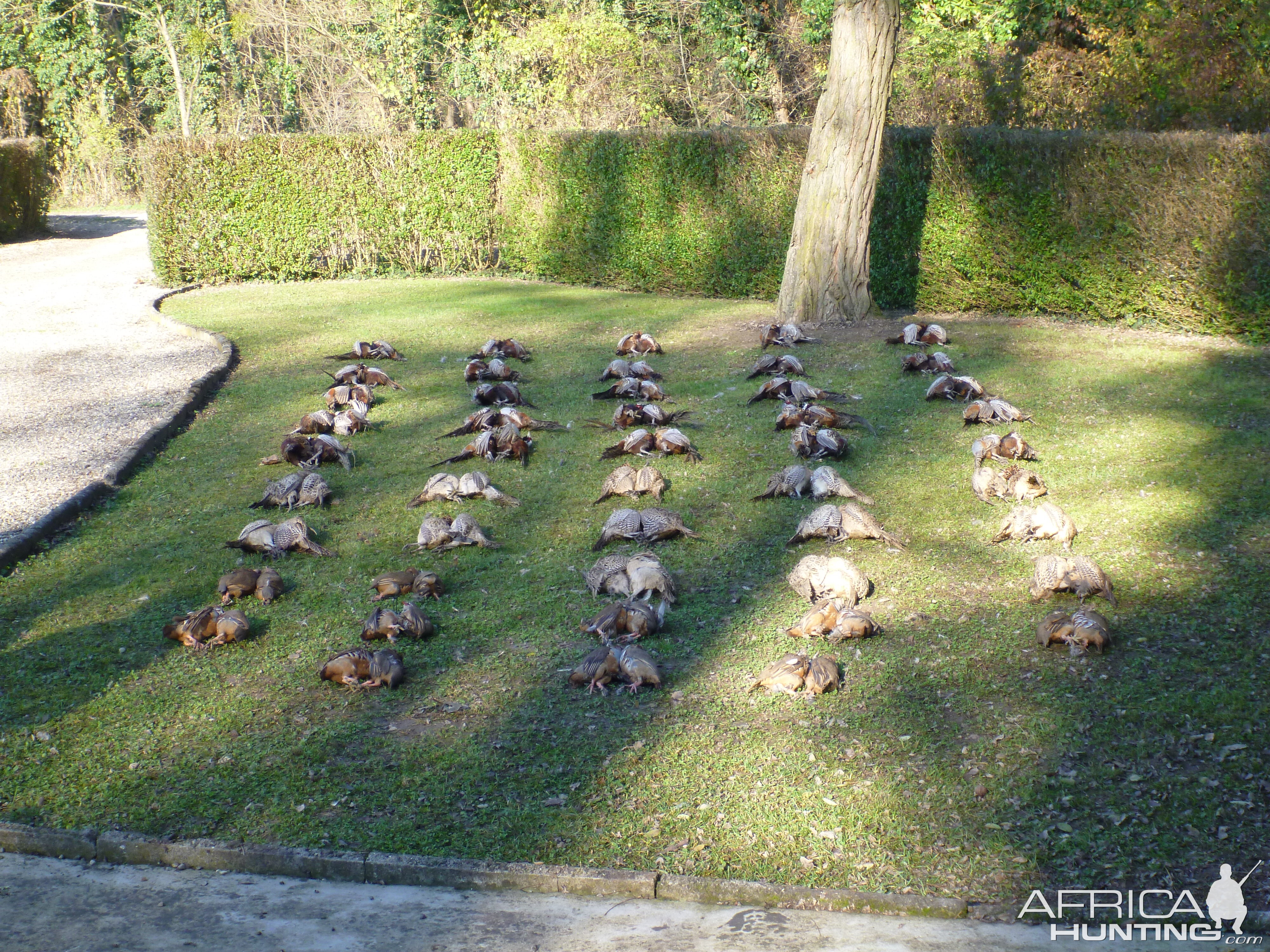 Hunting in France