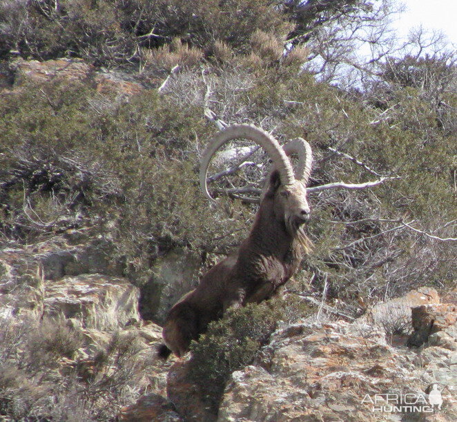 Hunting in Kyrgyzstan