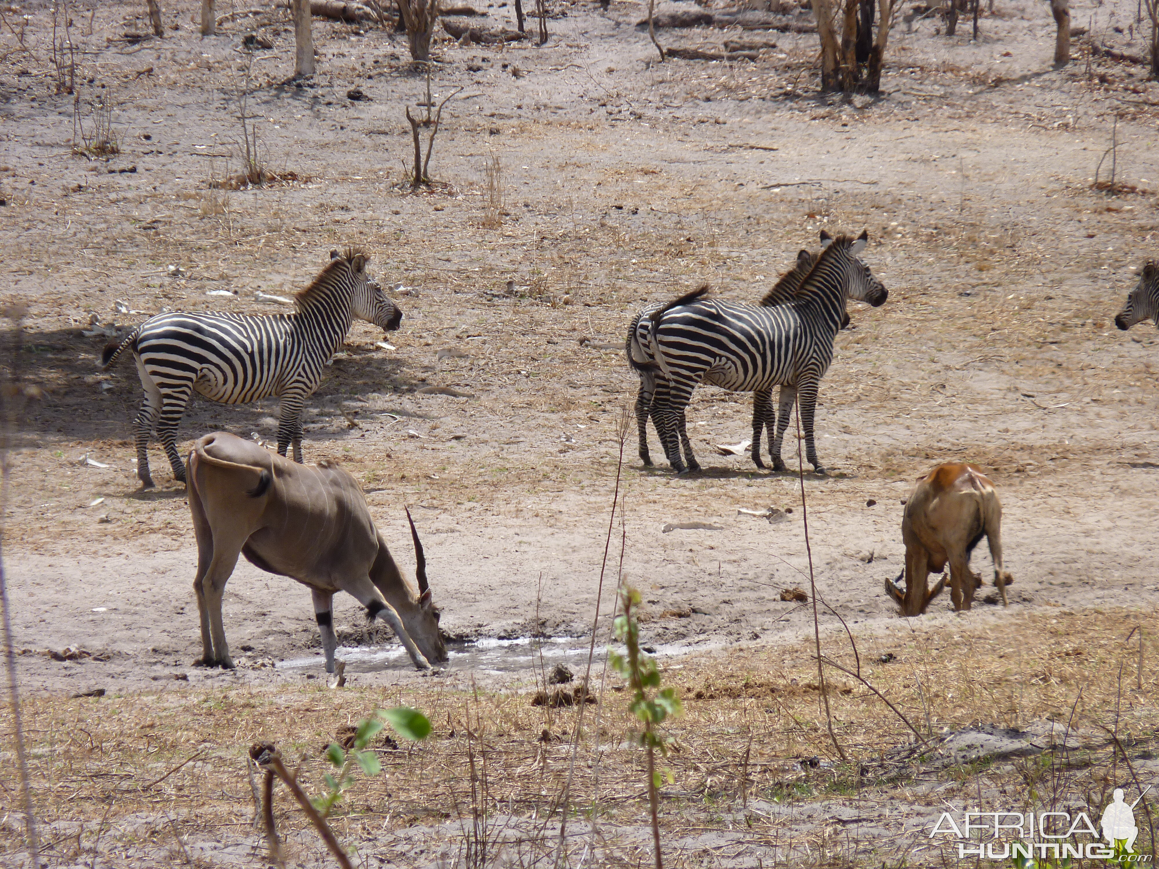 Hunting in Tanzania