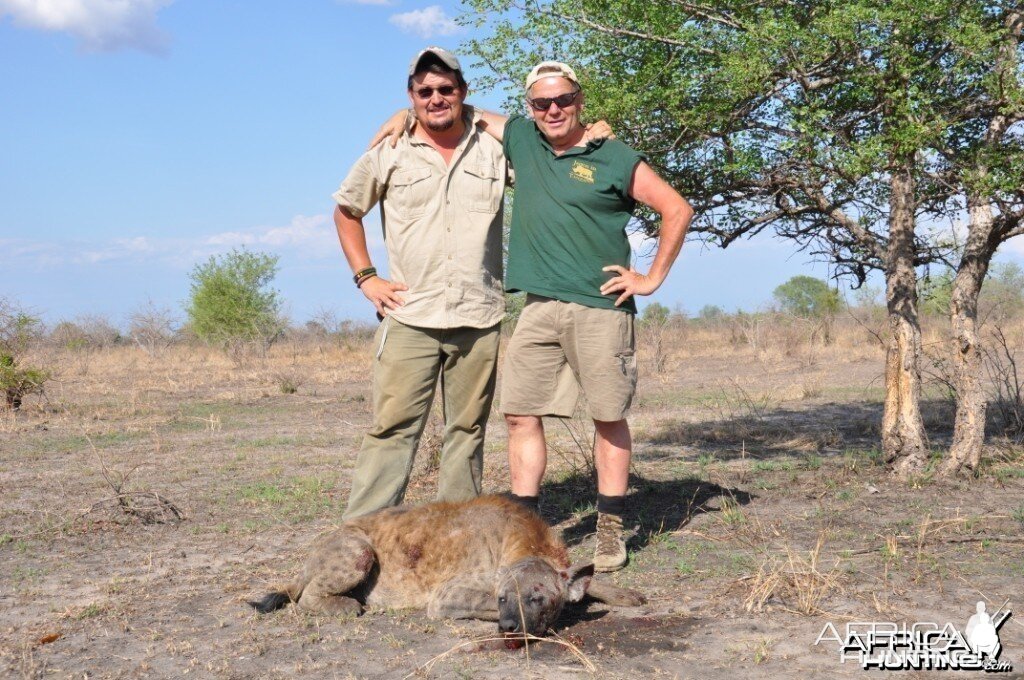 Hunting in the Selous Spotted Hyena