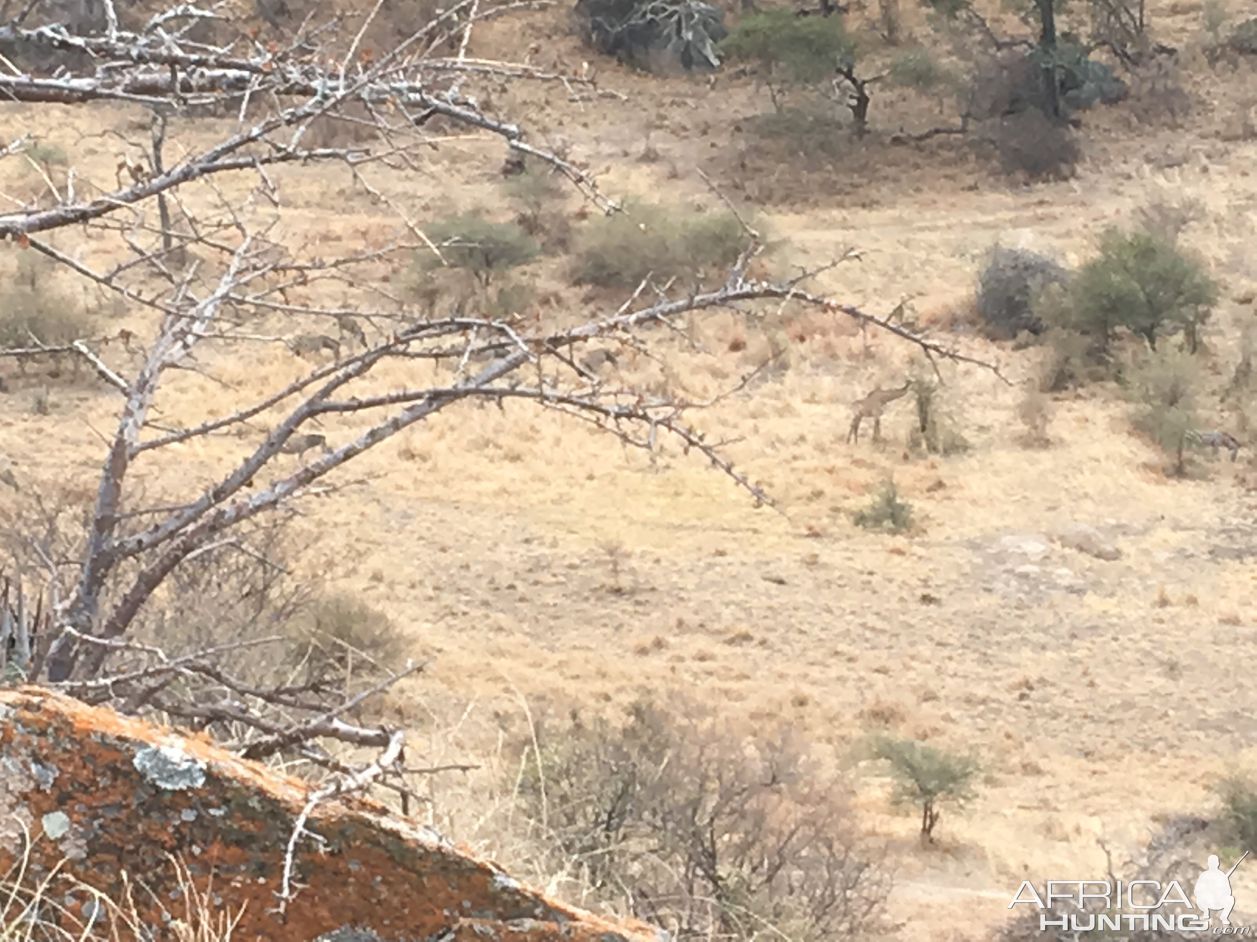 Hunting in Zimbabwe