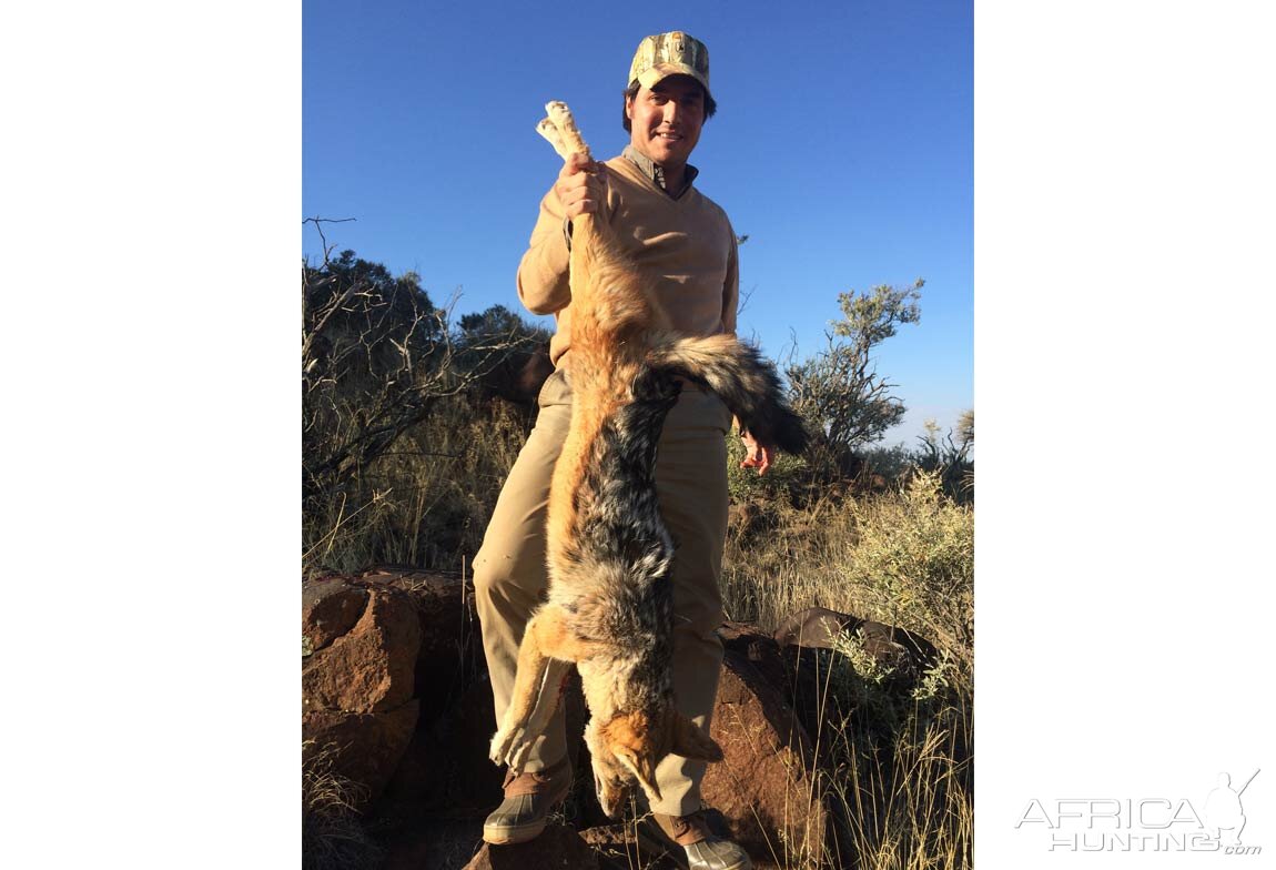 Hunting Jackal South Africa