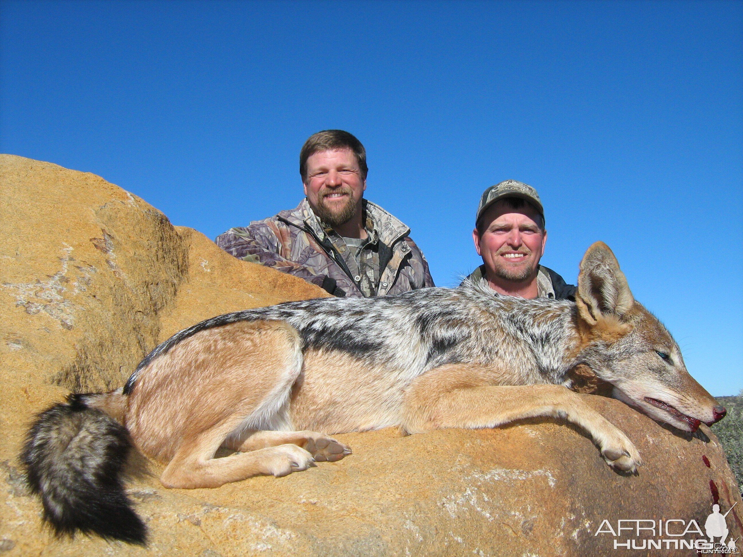 Hunting Jackal with Wintershoek Johnny Vivier Safaris in SA