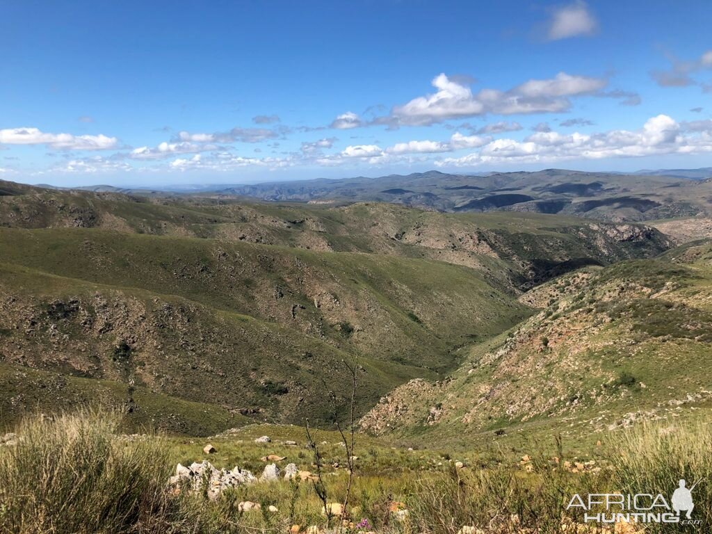 Hunting Karoo South Africa