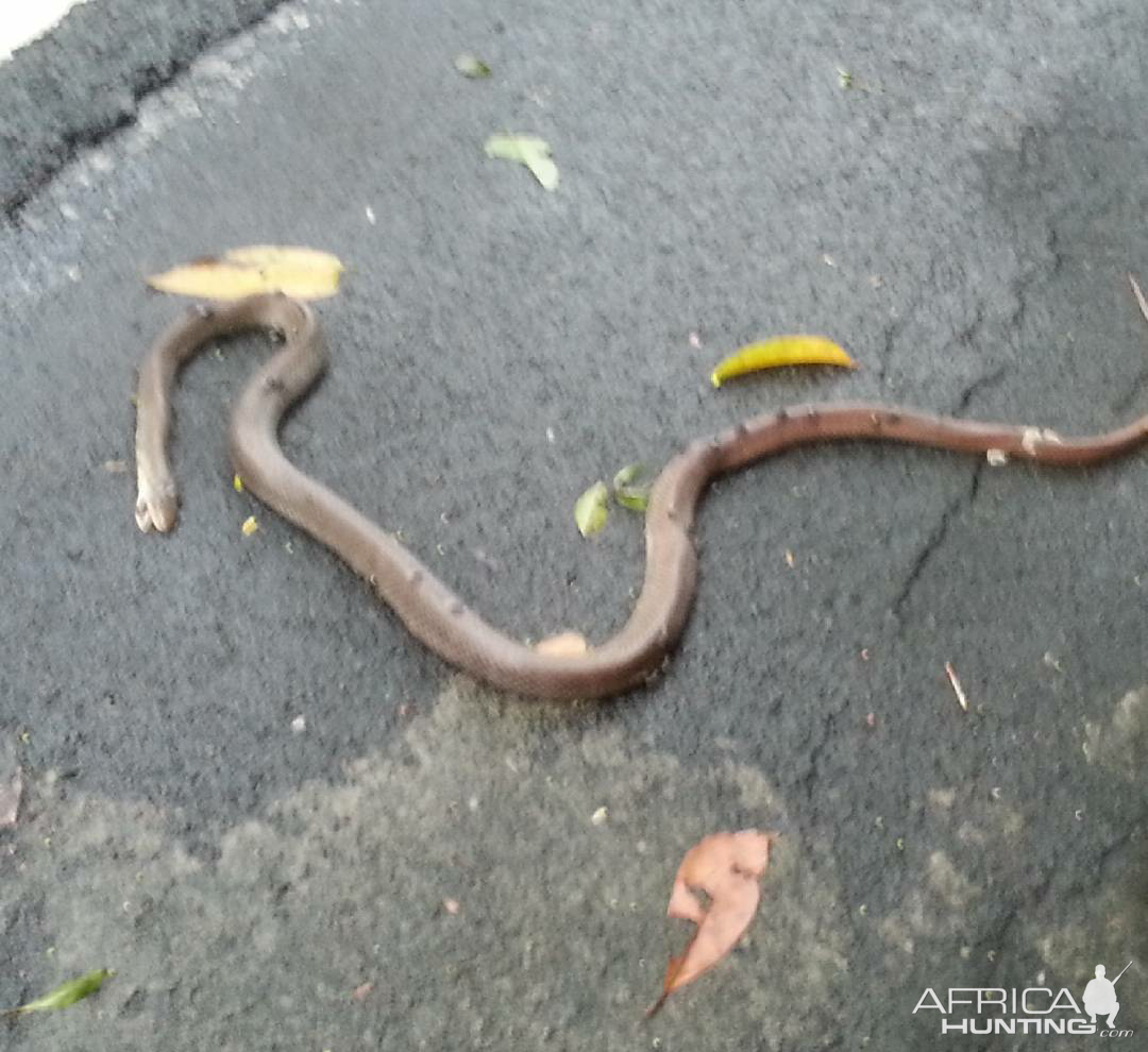 Hunting King Cobra in Indonesia