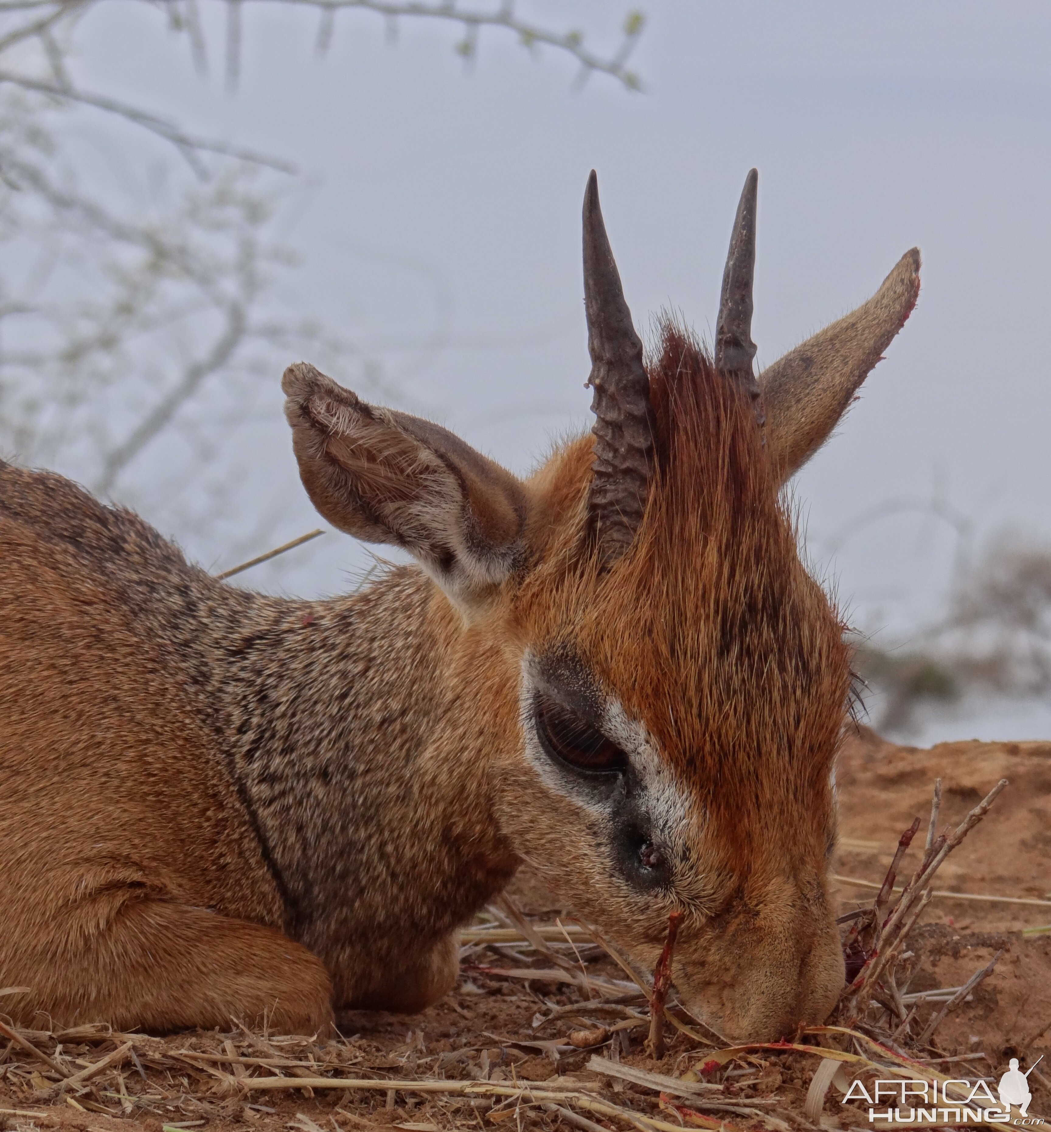 Hunting Kirk Dik-Dik