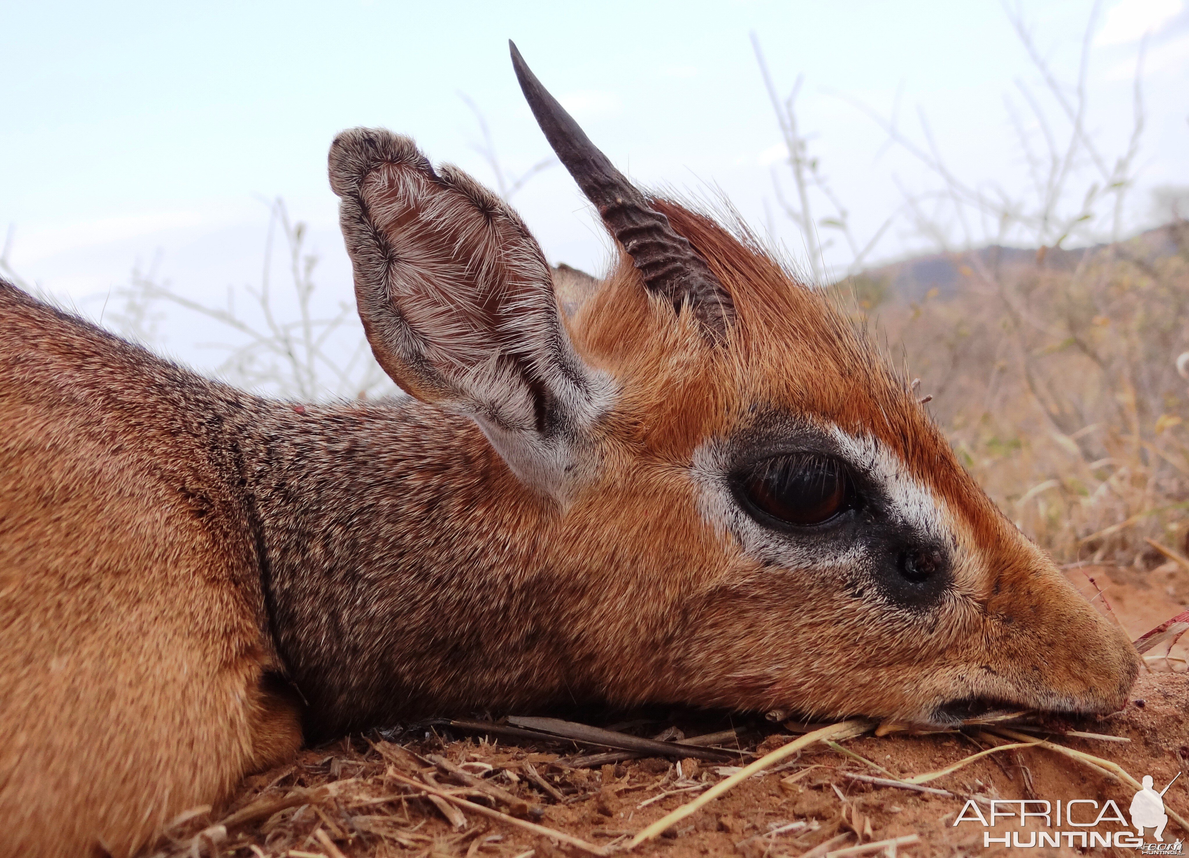 Hunting Kirk Dik-Dik