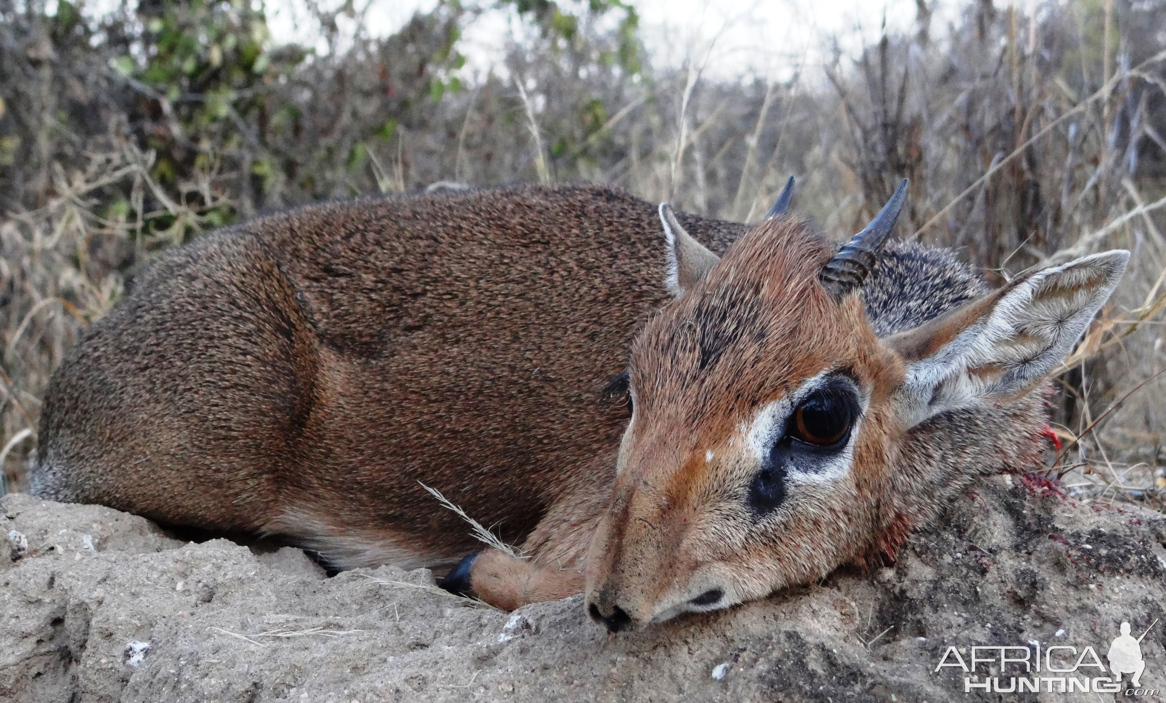 Hunting Kirk Dik-Dik