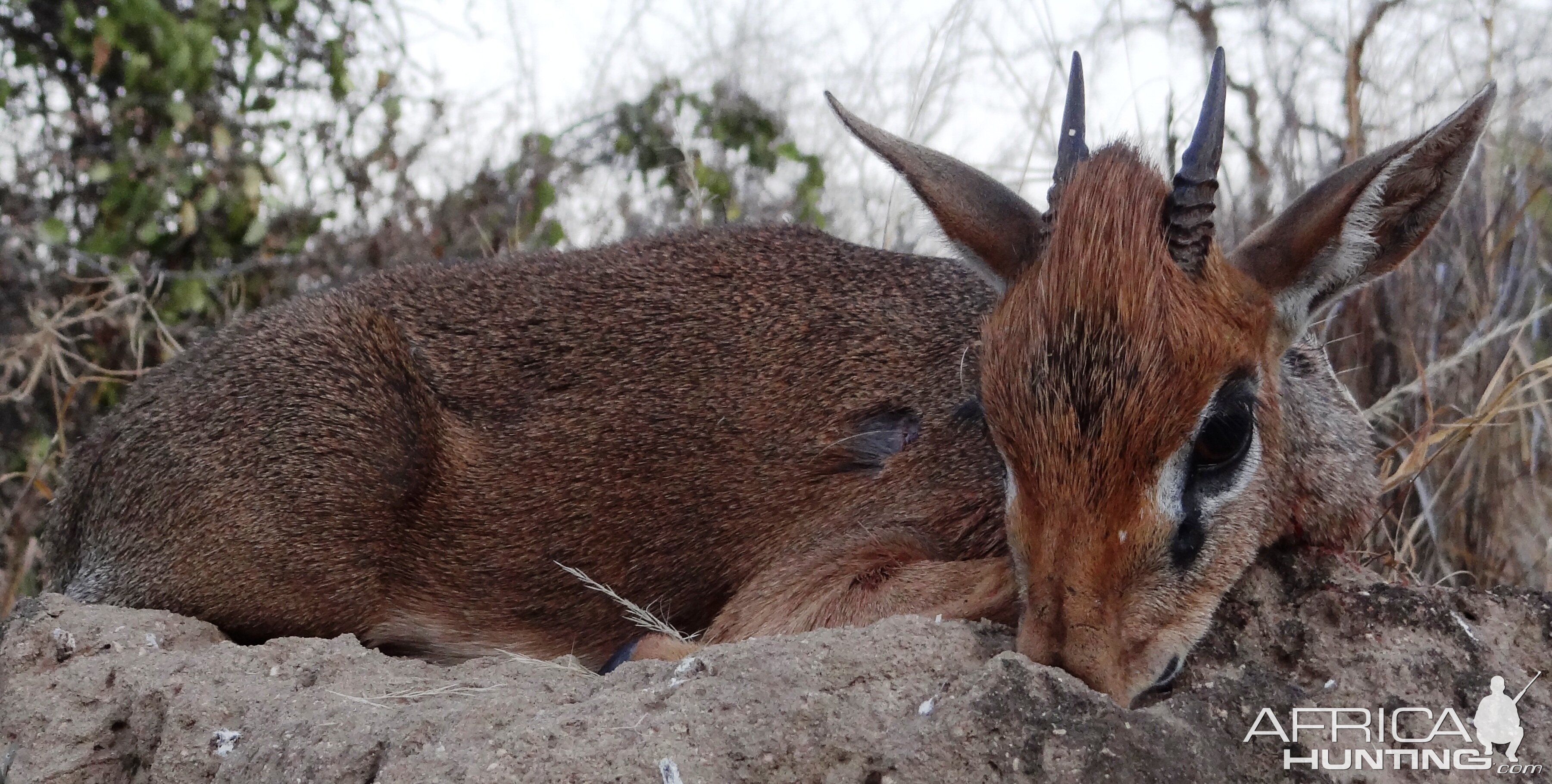 Hunting Kirk Dik-Dik