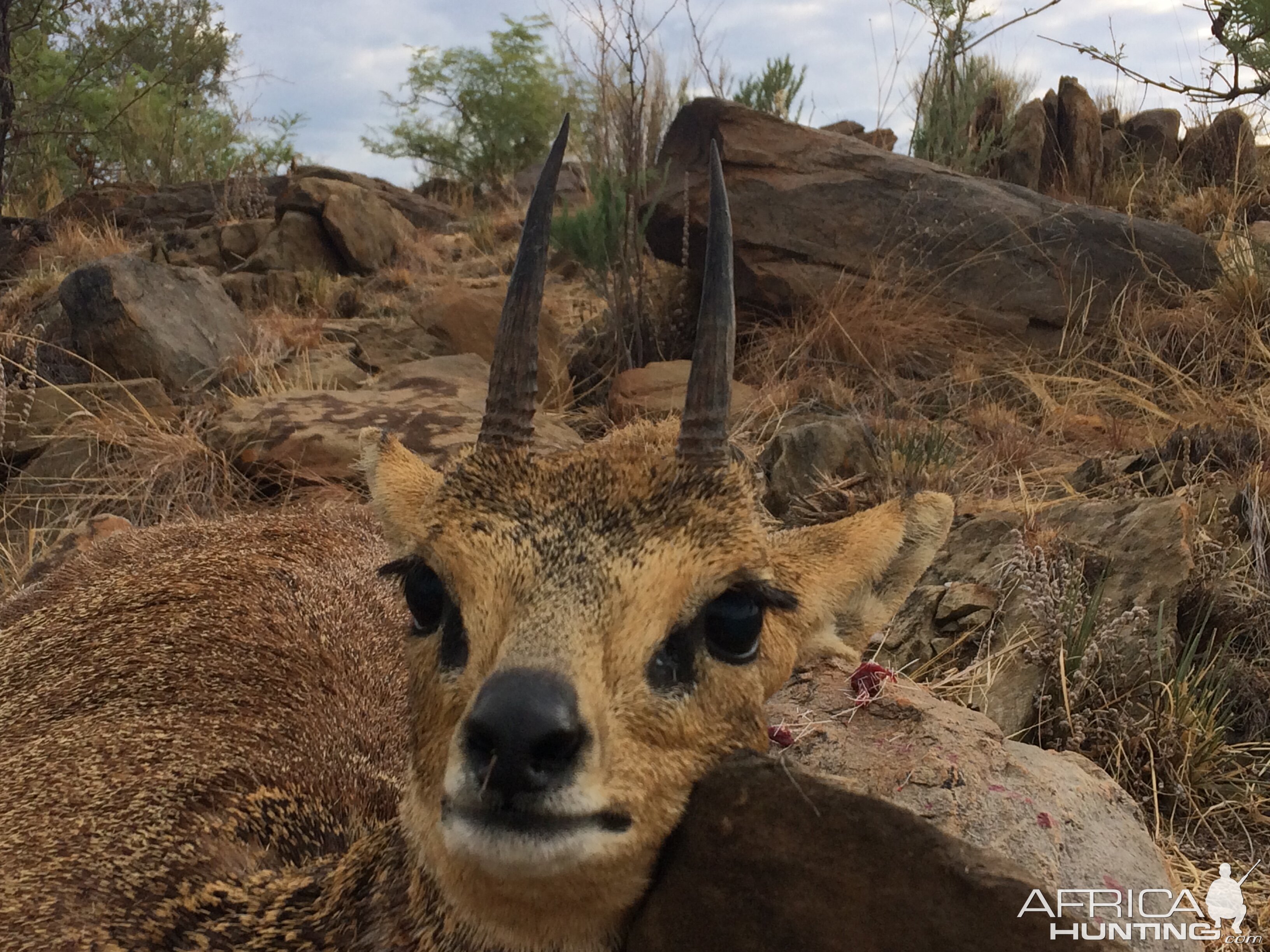 Hunting Klipspringer in Namibia