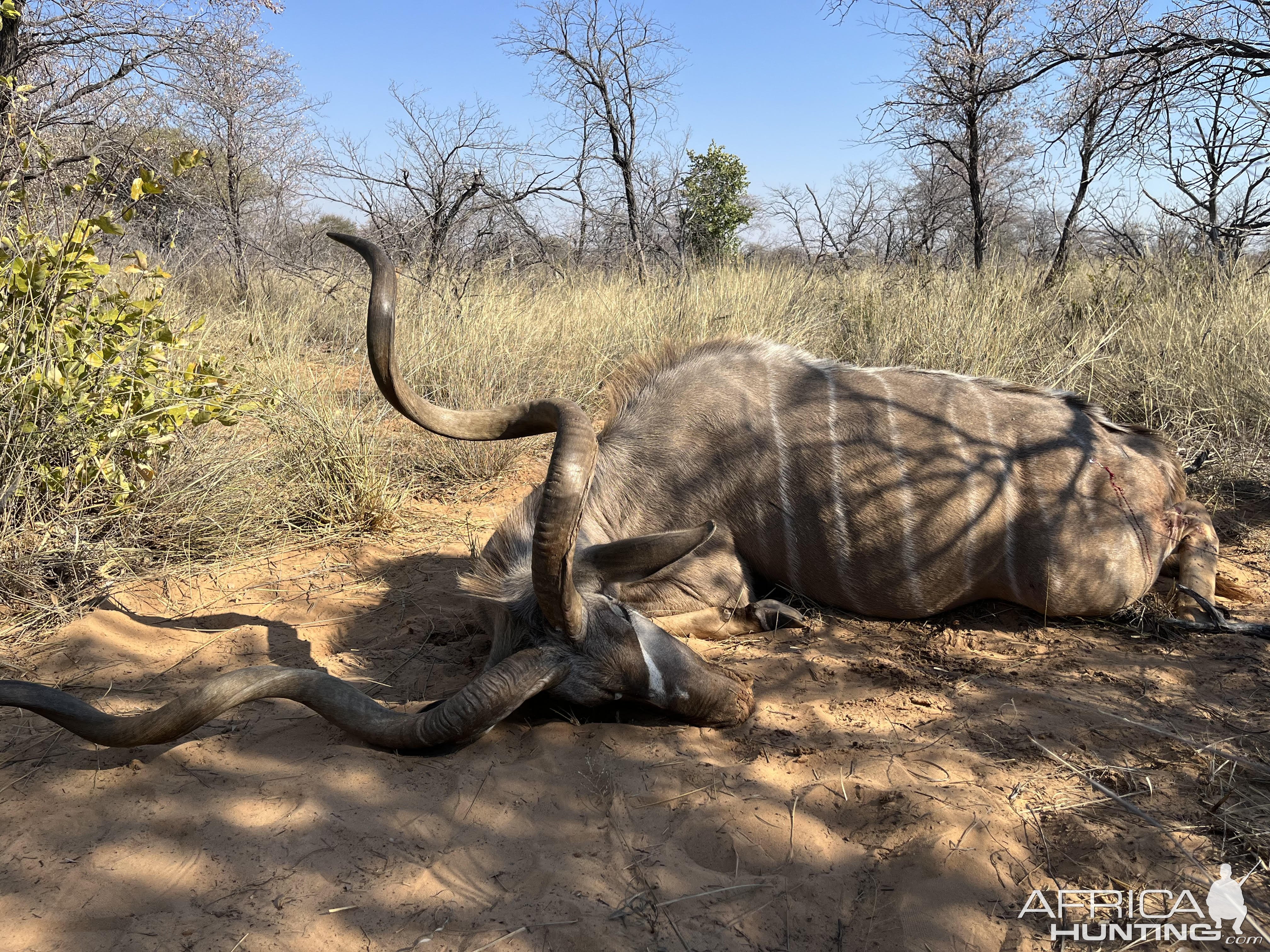 Hunting Kudu Botswana