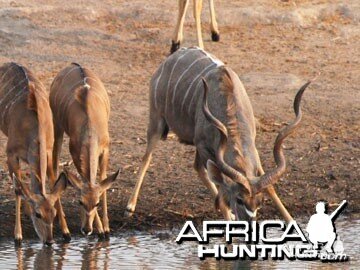 Hunting Kudu Bull