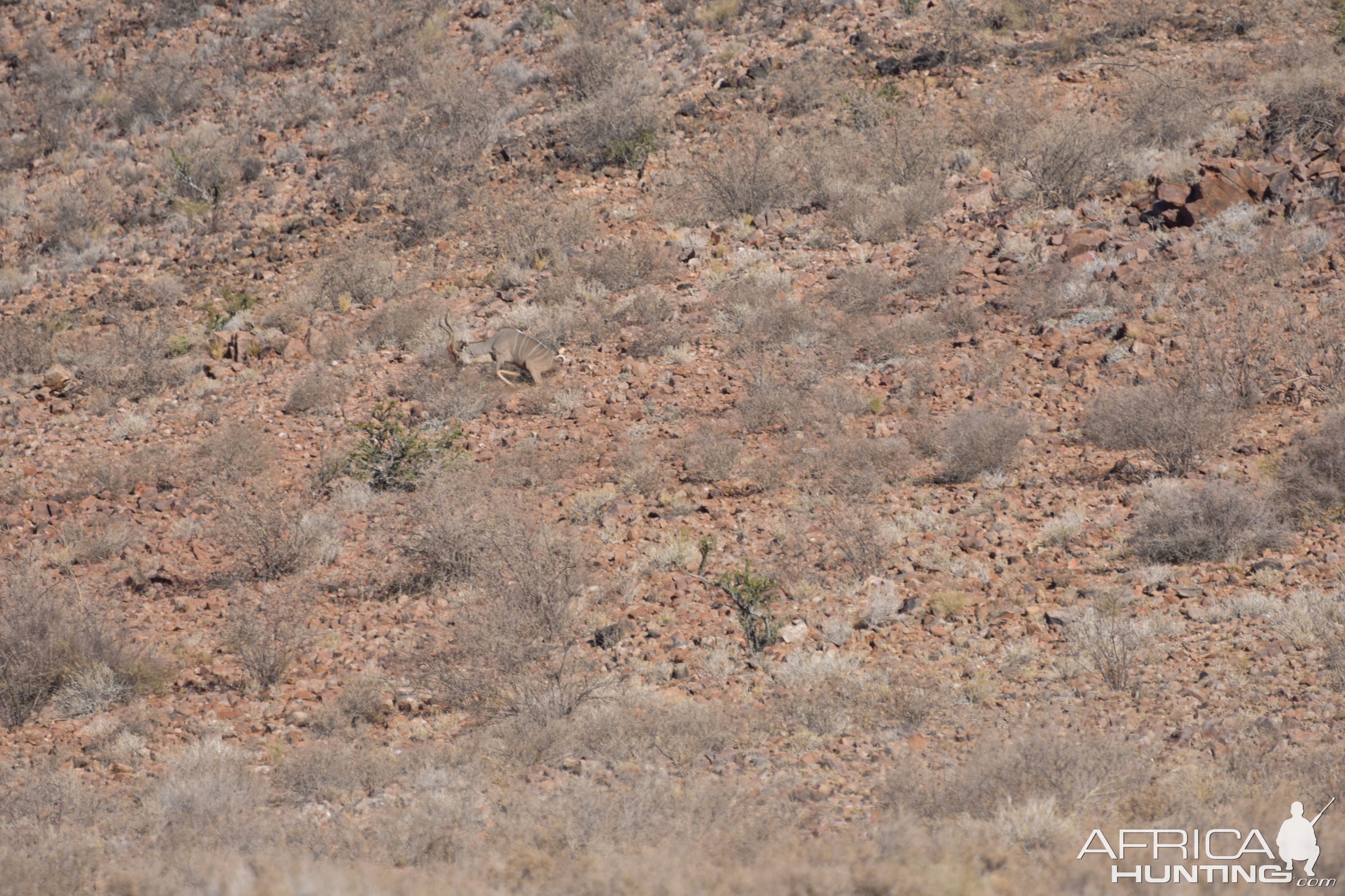 Hunting Kudu in Namibia