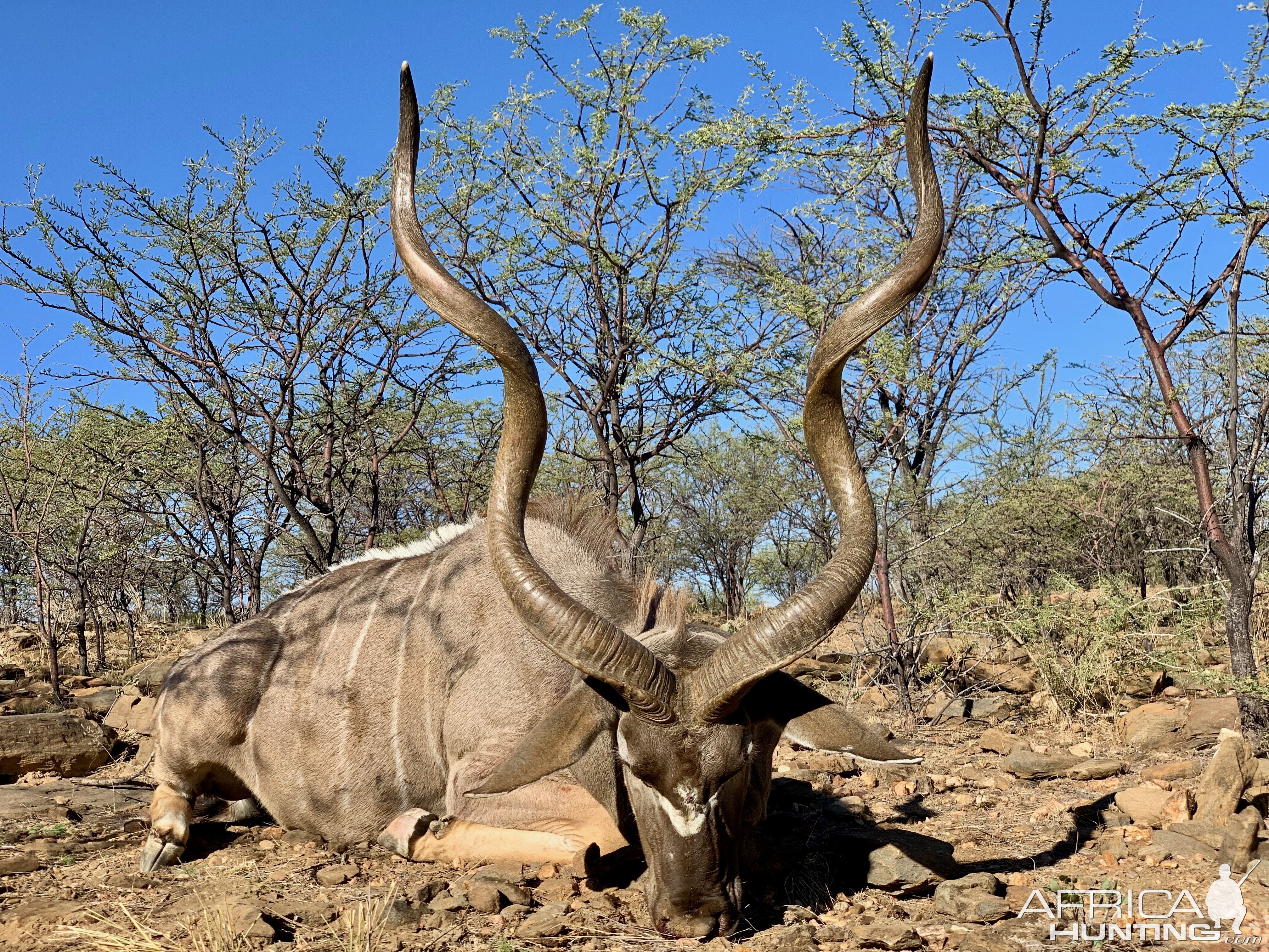 Hunting Kudu in Namibia