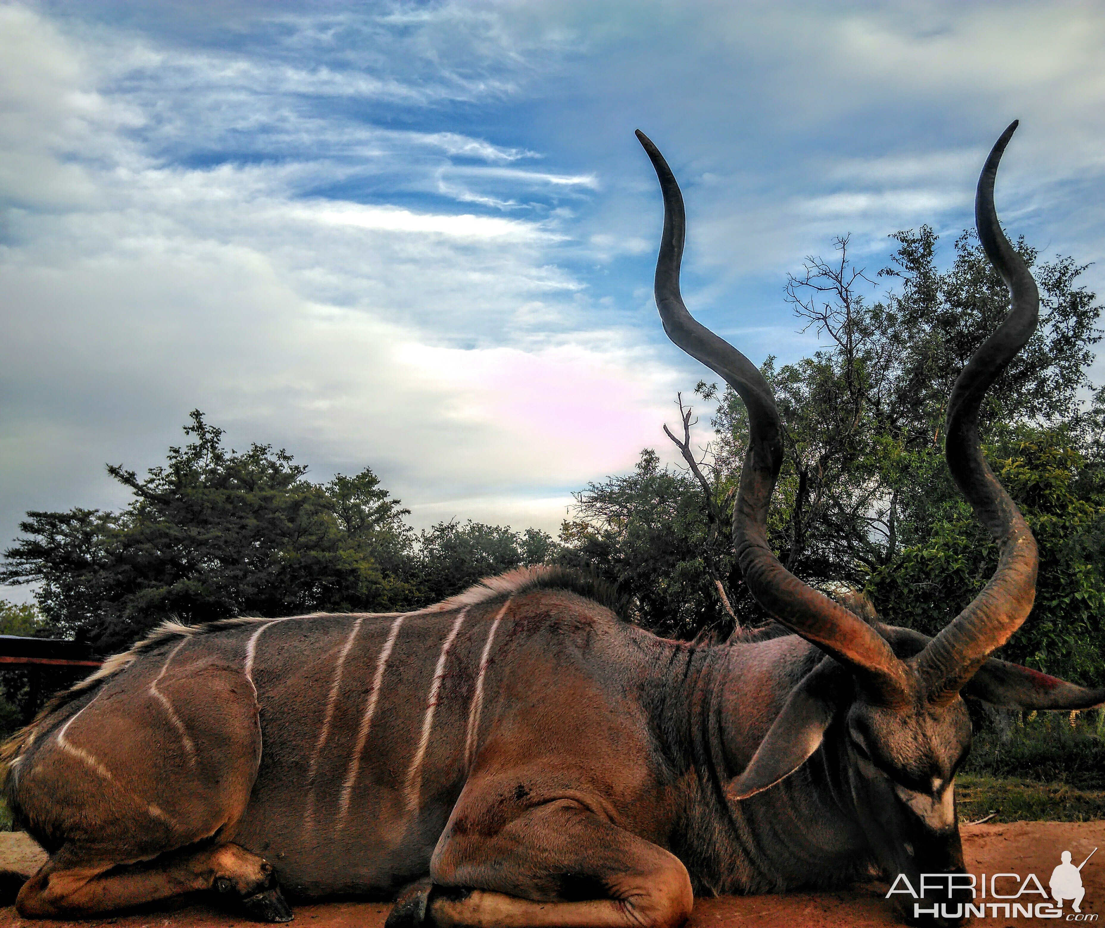 Hunting Kudu in South Africa