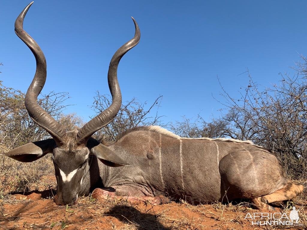 Hunting Kudu in South Africa