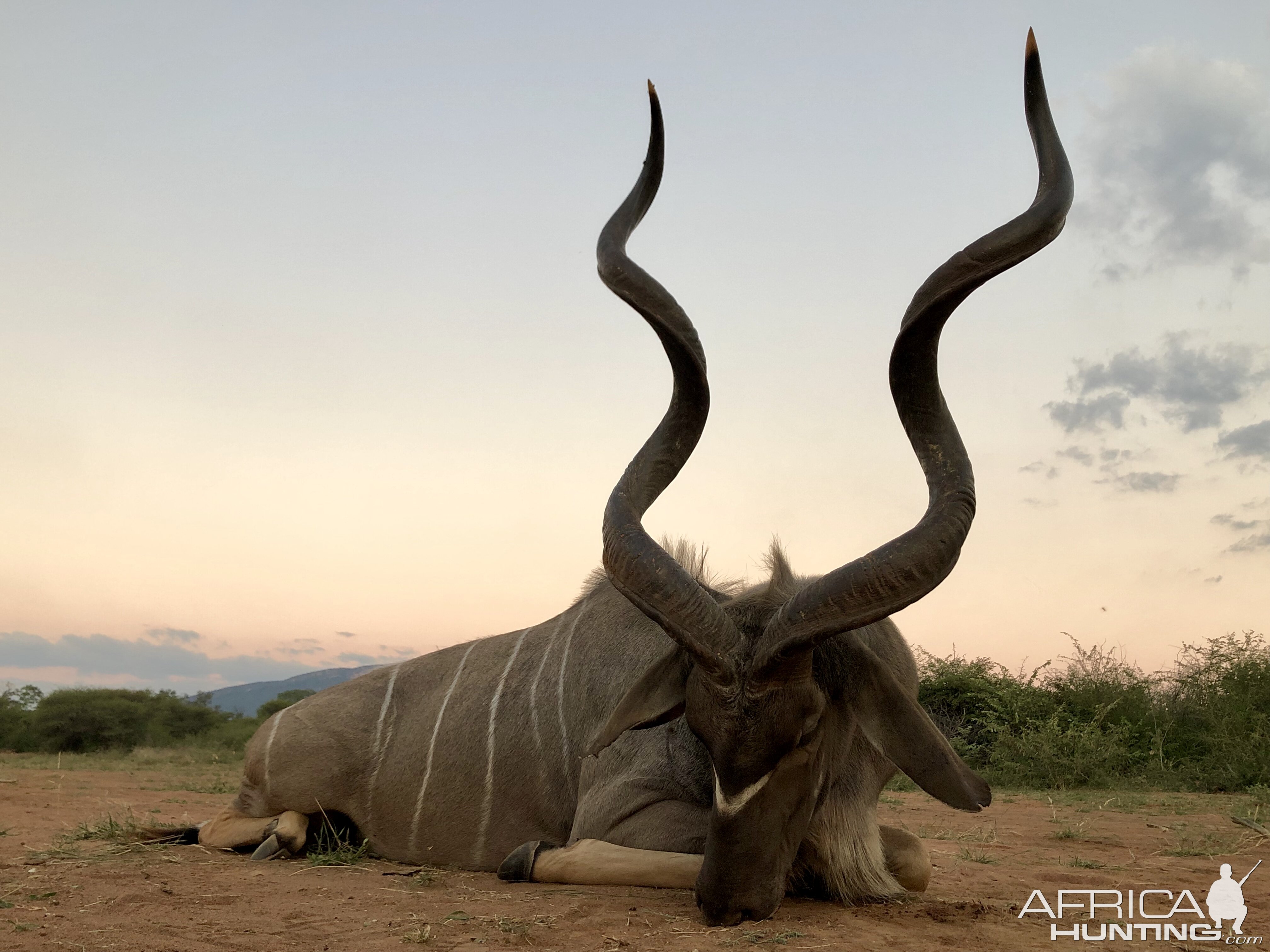 Hunting Kudu in South Africa