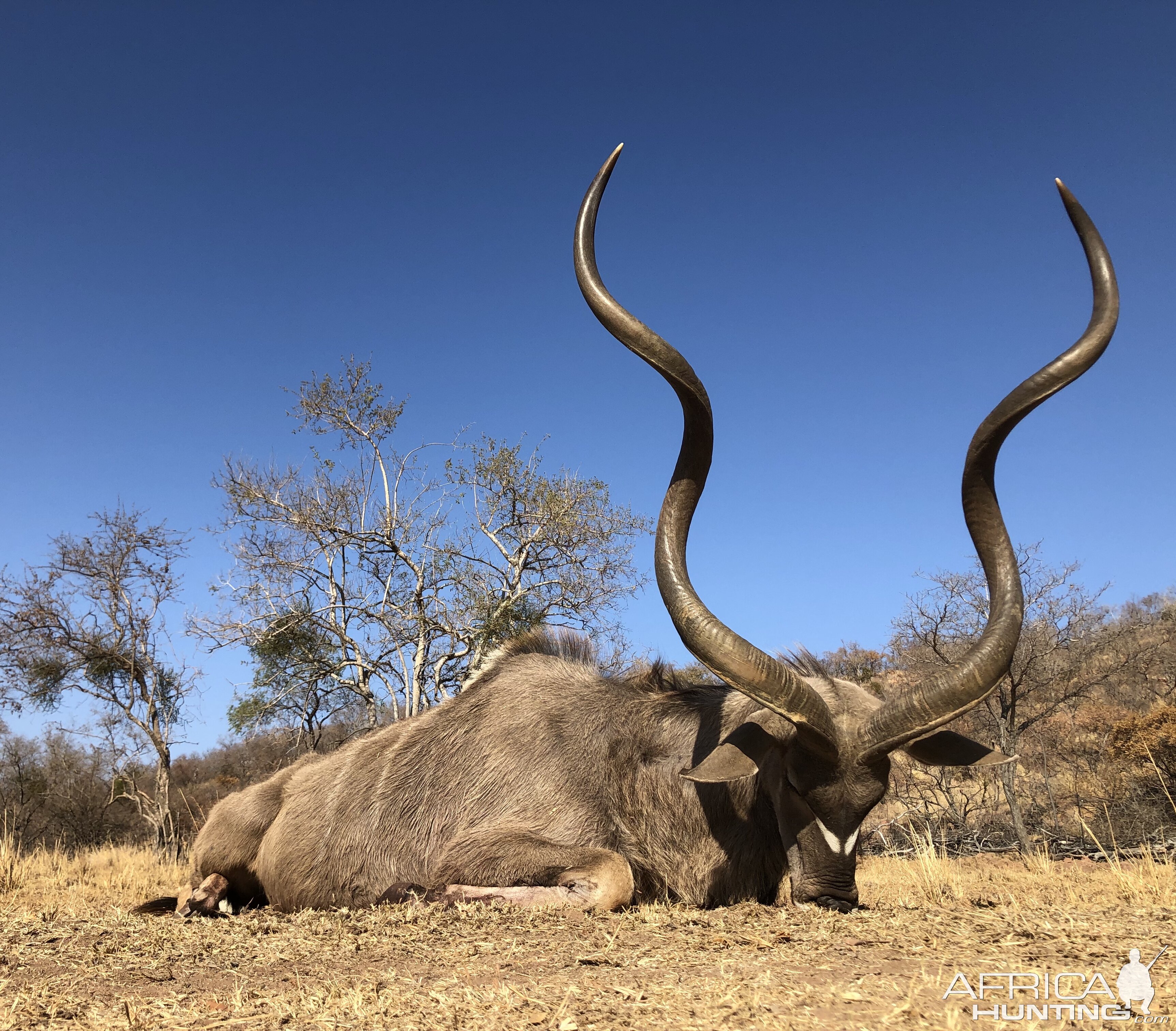 Hunting Kudu in South Africa