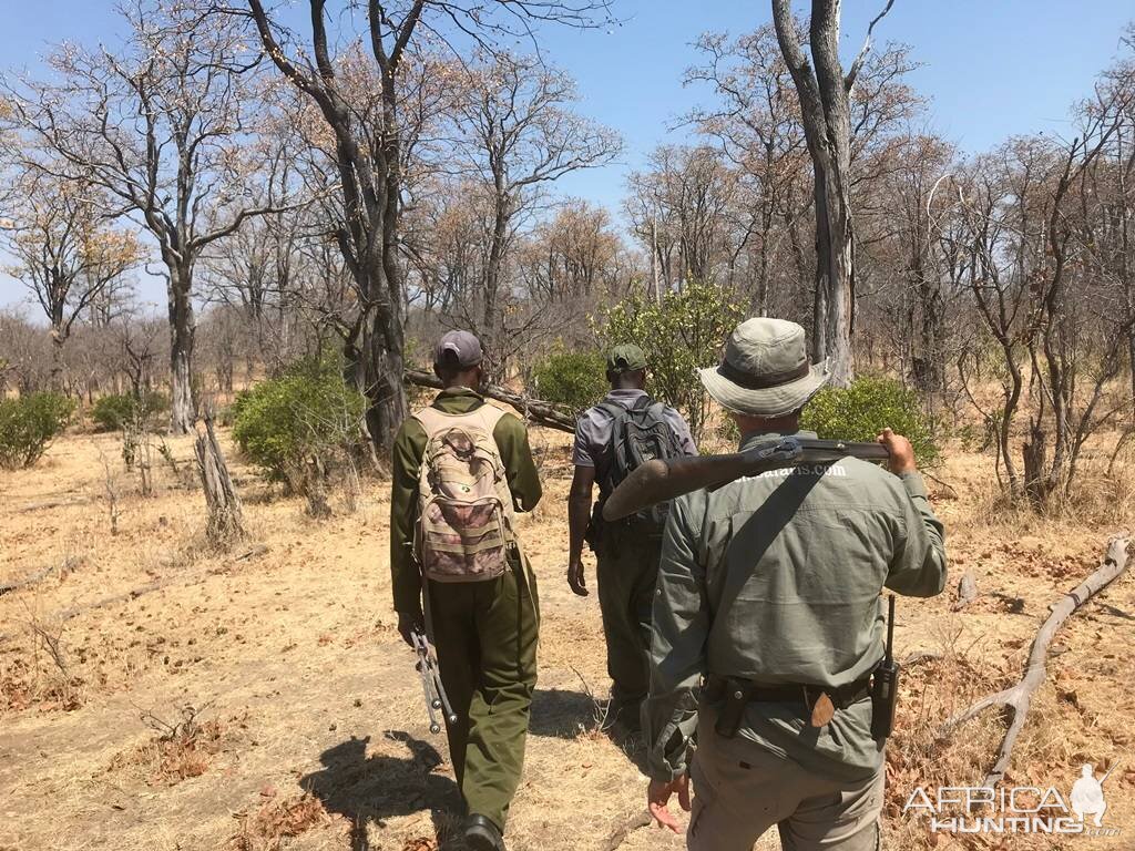 Hunting Kudu in ZImbabwe