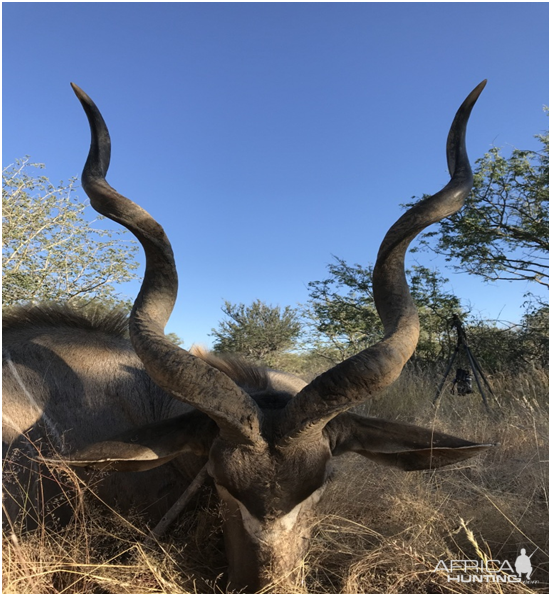 Hunting Kudu Namibia