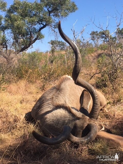 Hunting Kudu South Africa