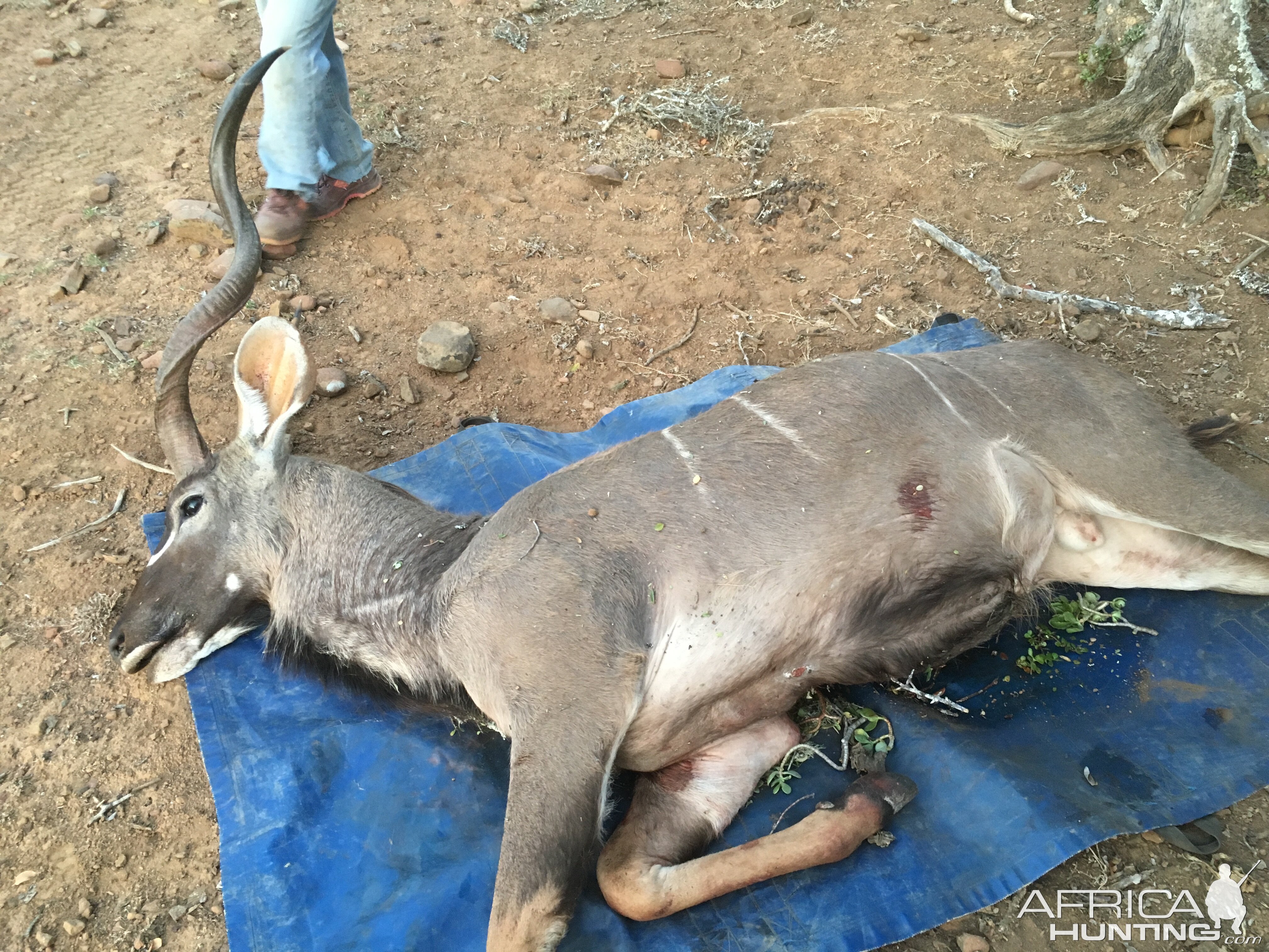 Hunting Kudu South Africa