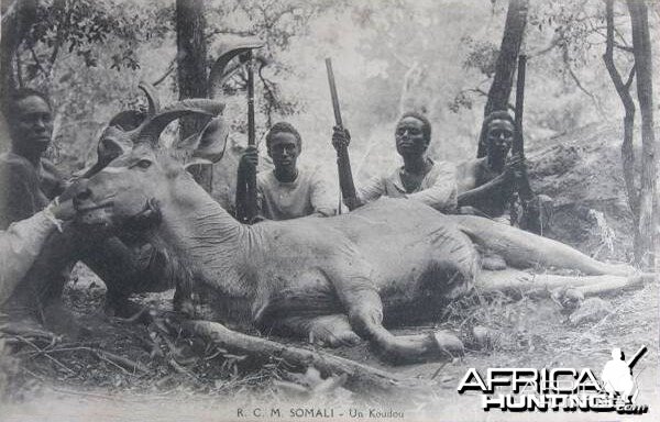 Hunting Kudu