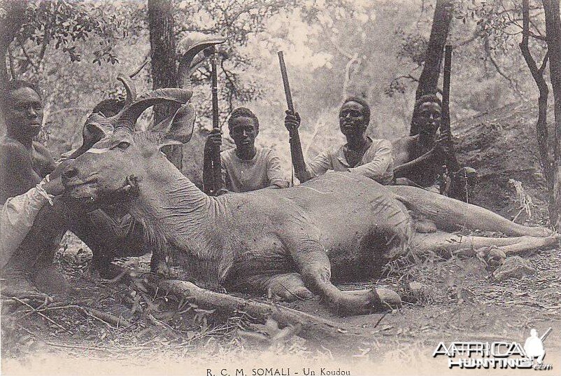 Hunting Kudu