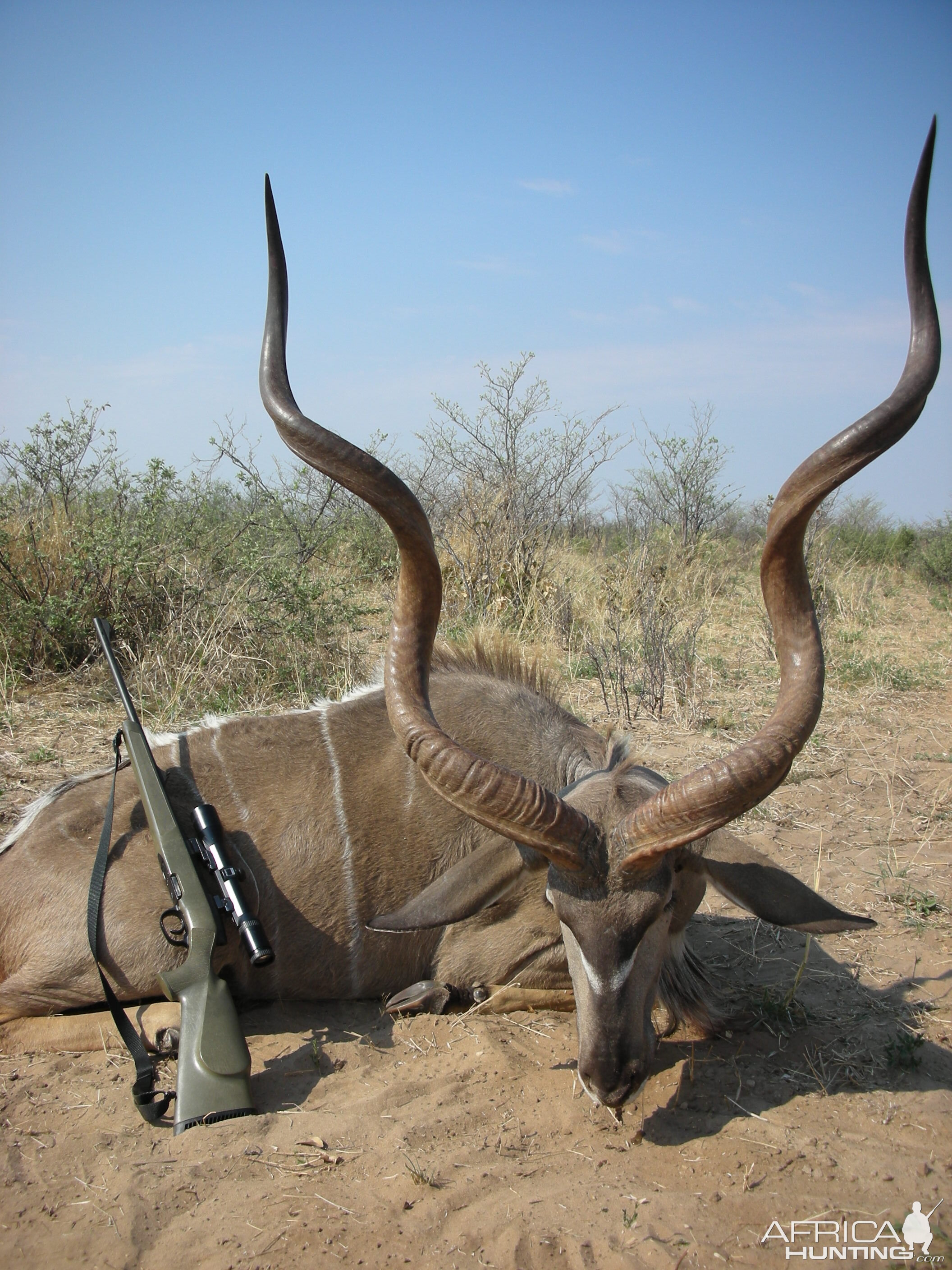 Hunting Kudu