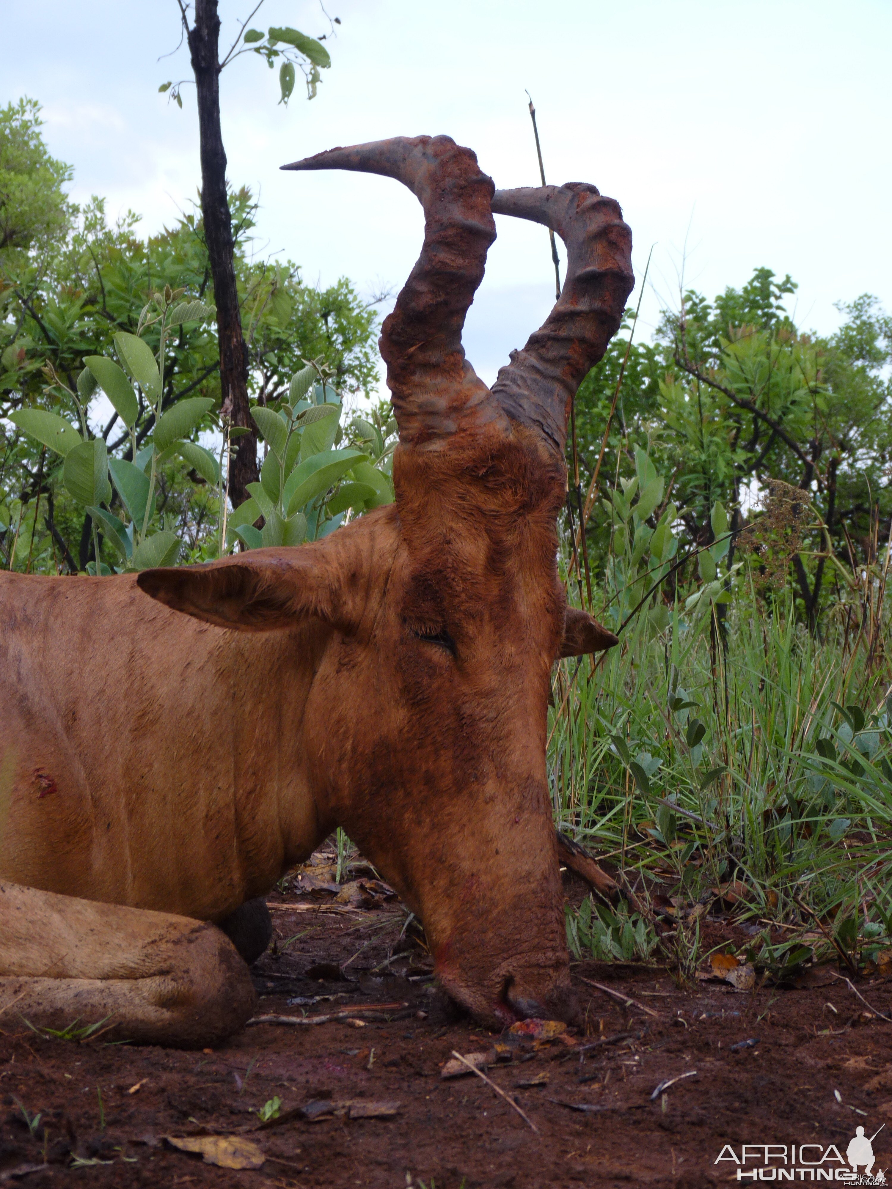 Hunting Lelwel Hartebeest in CAR