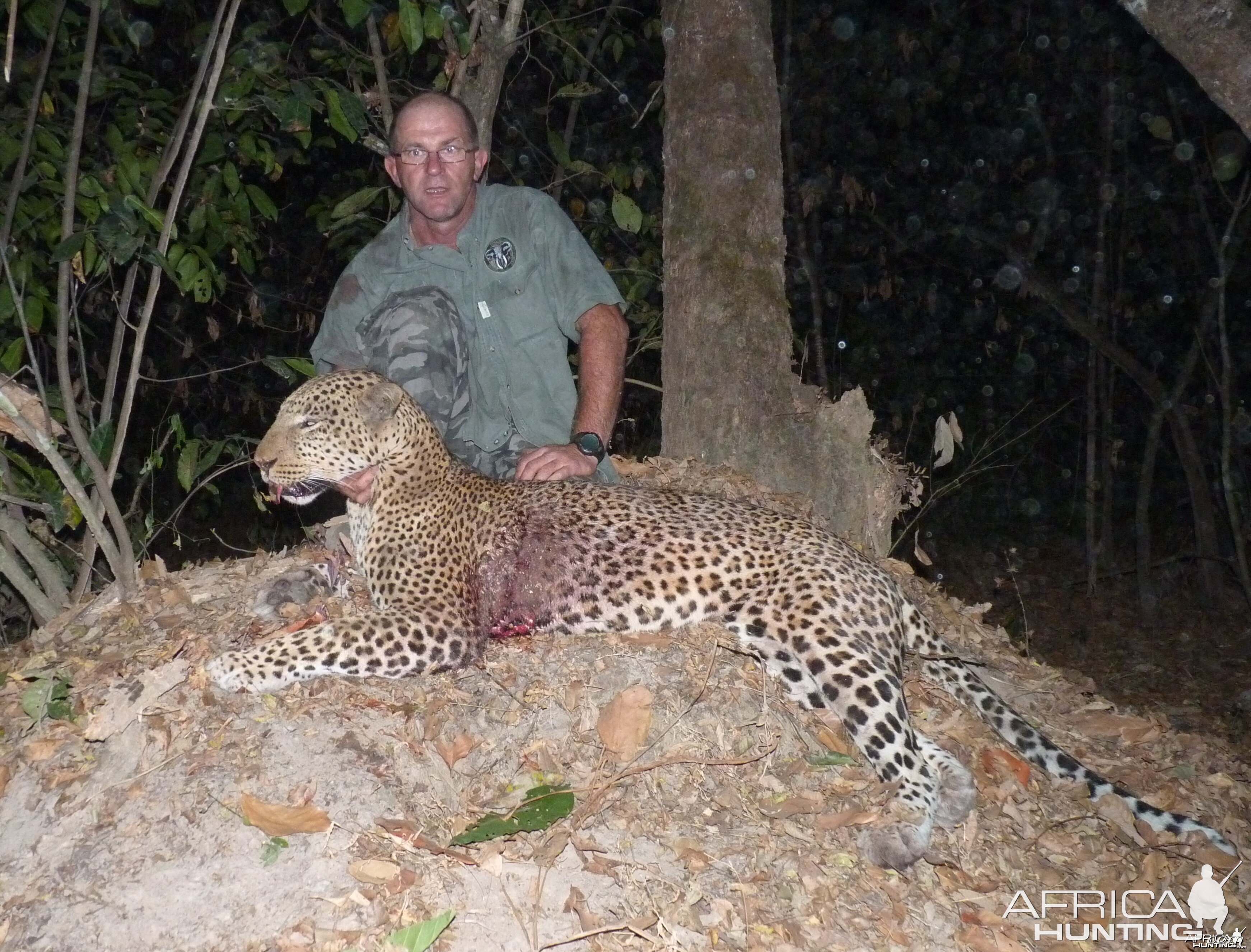 Hunting Leopard in Central African Republic