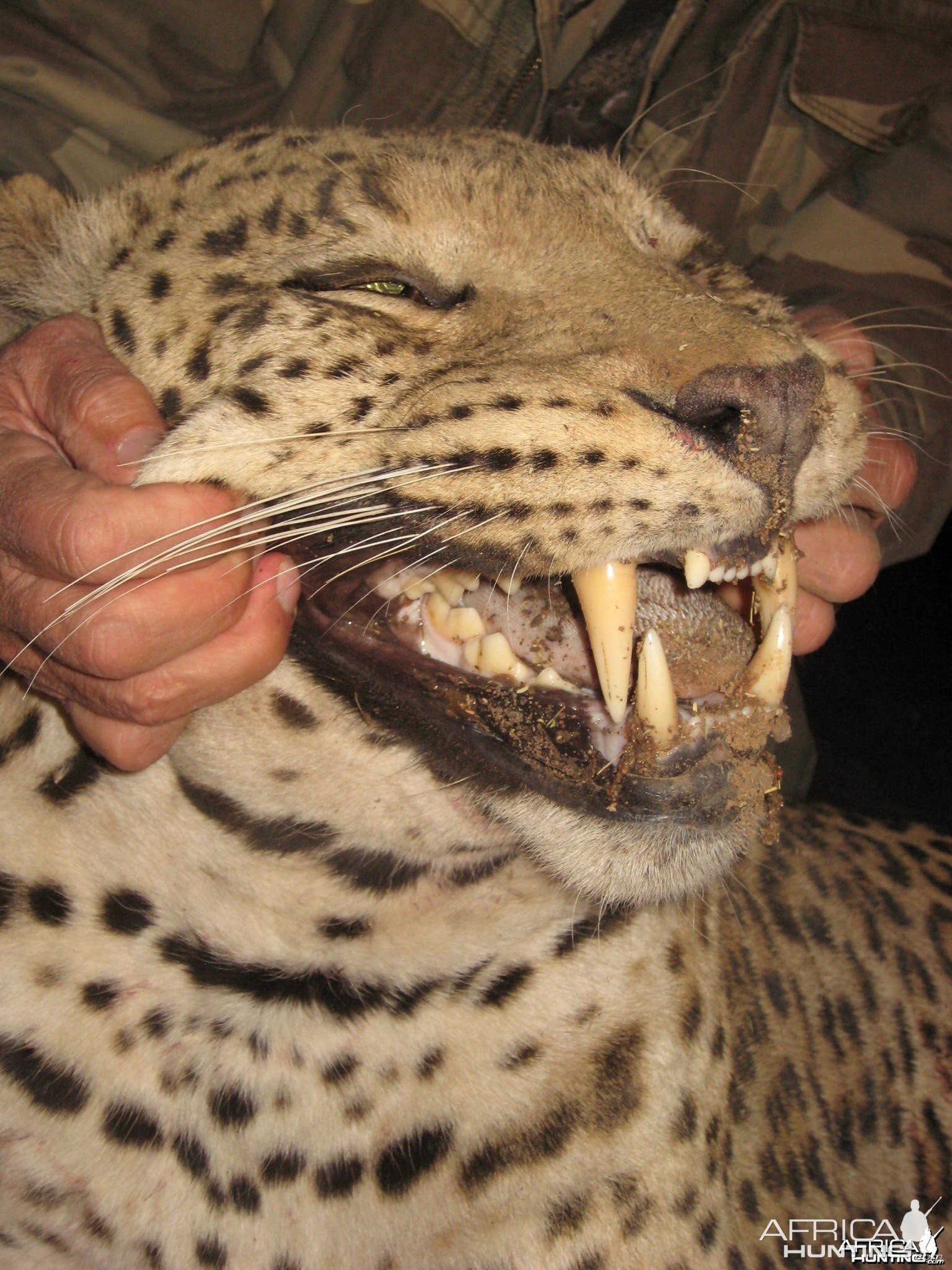 Hunting Leopard in Namibia