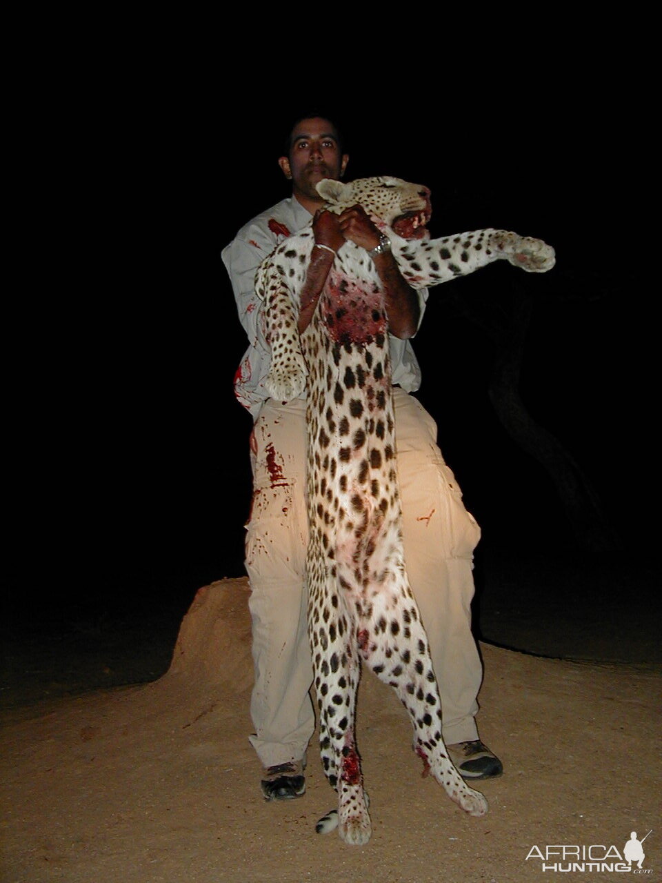 Hunting Leopard in Namibia