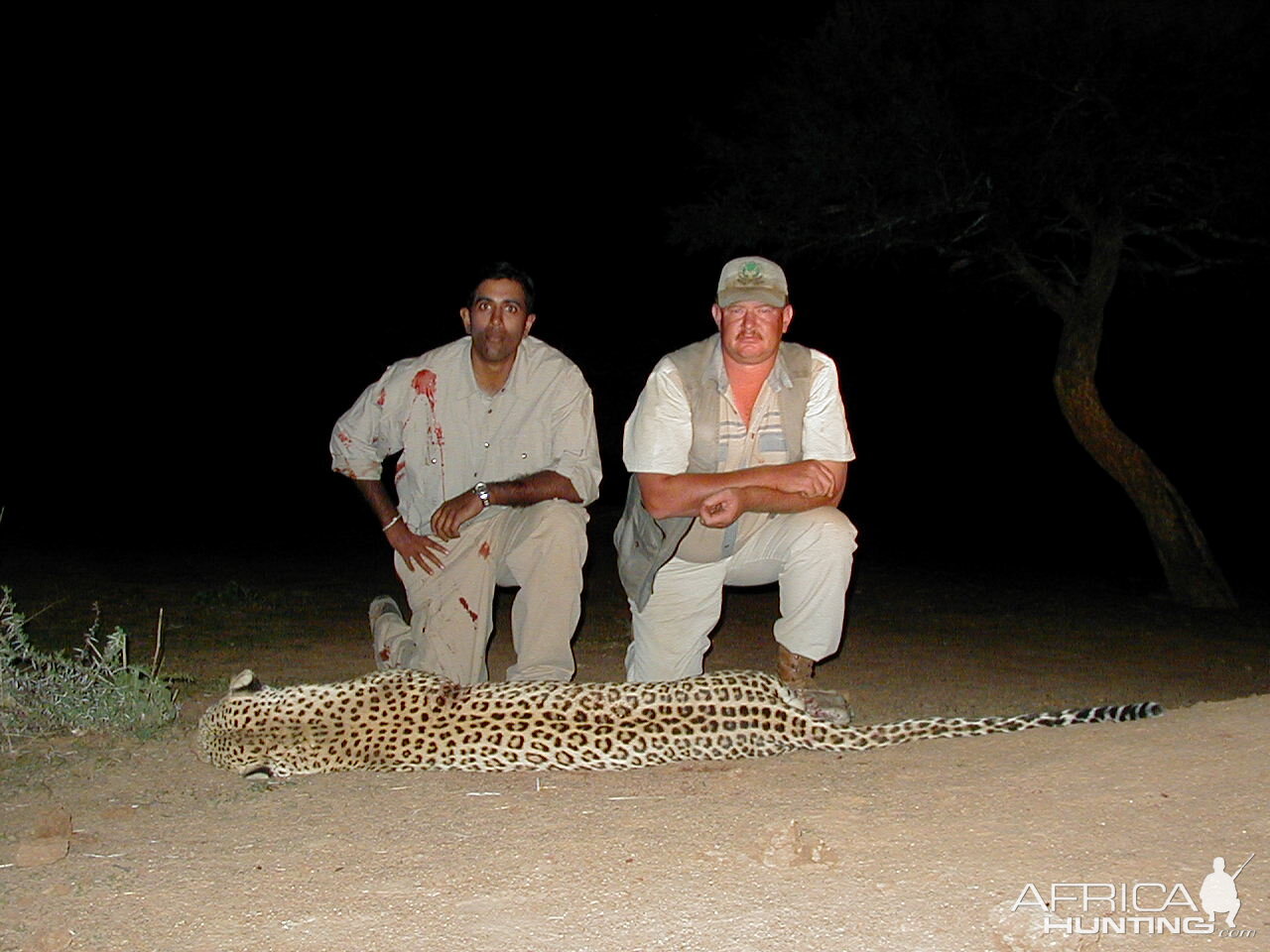 Hunting Leopard in Namibia