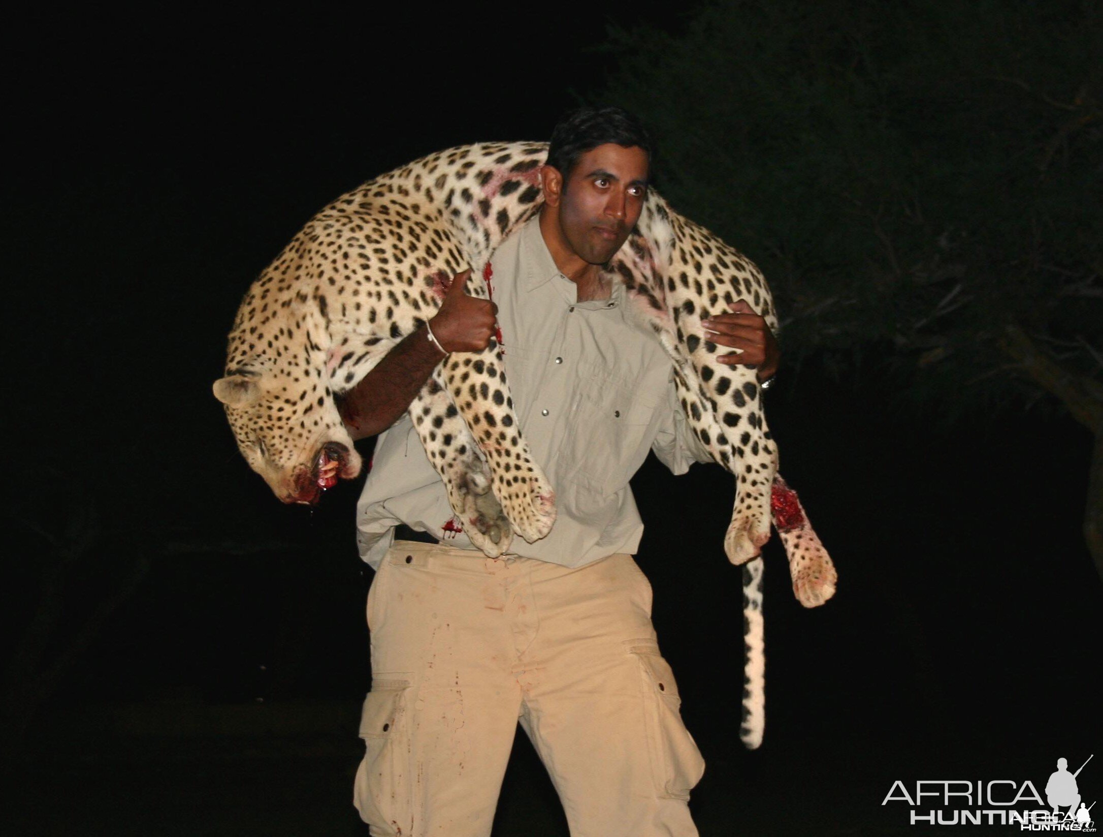 Hunting Leopard in Namibia